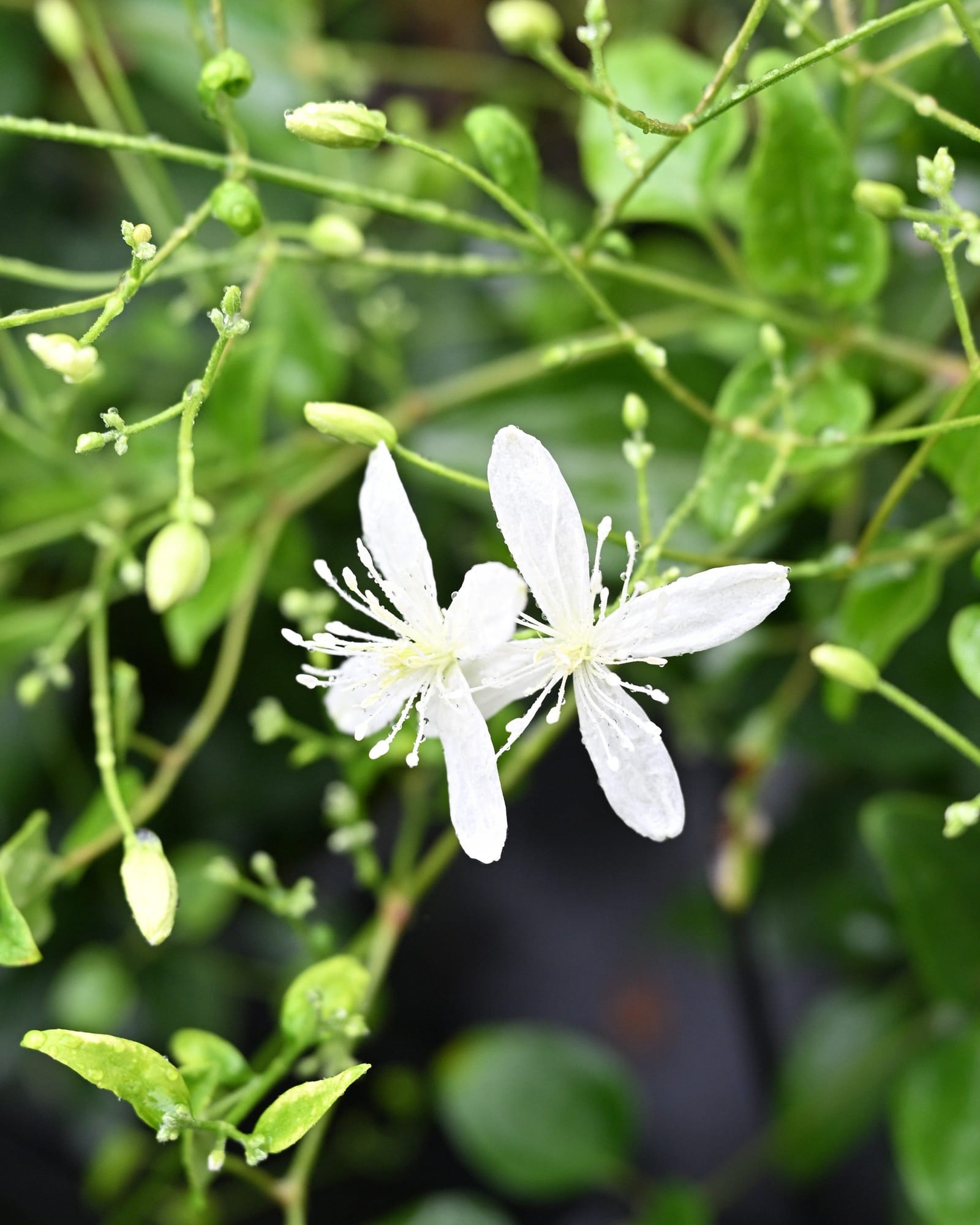 Sweet Autumn Clematis - view 4