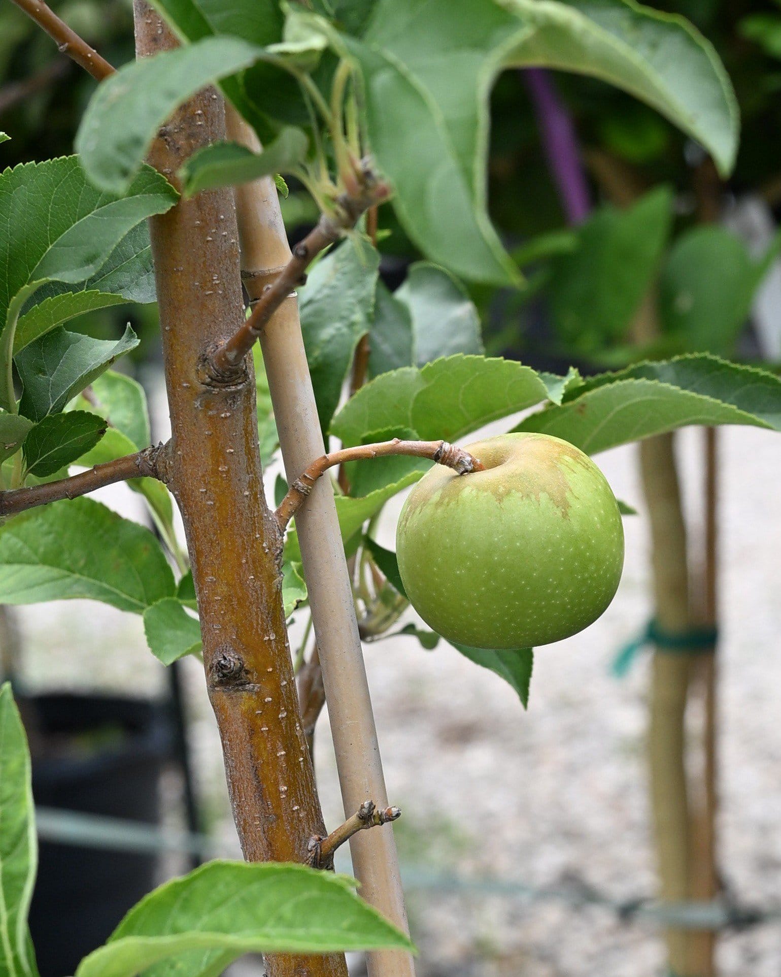 Granny Smith Apple