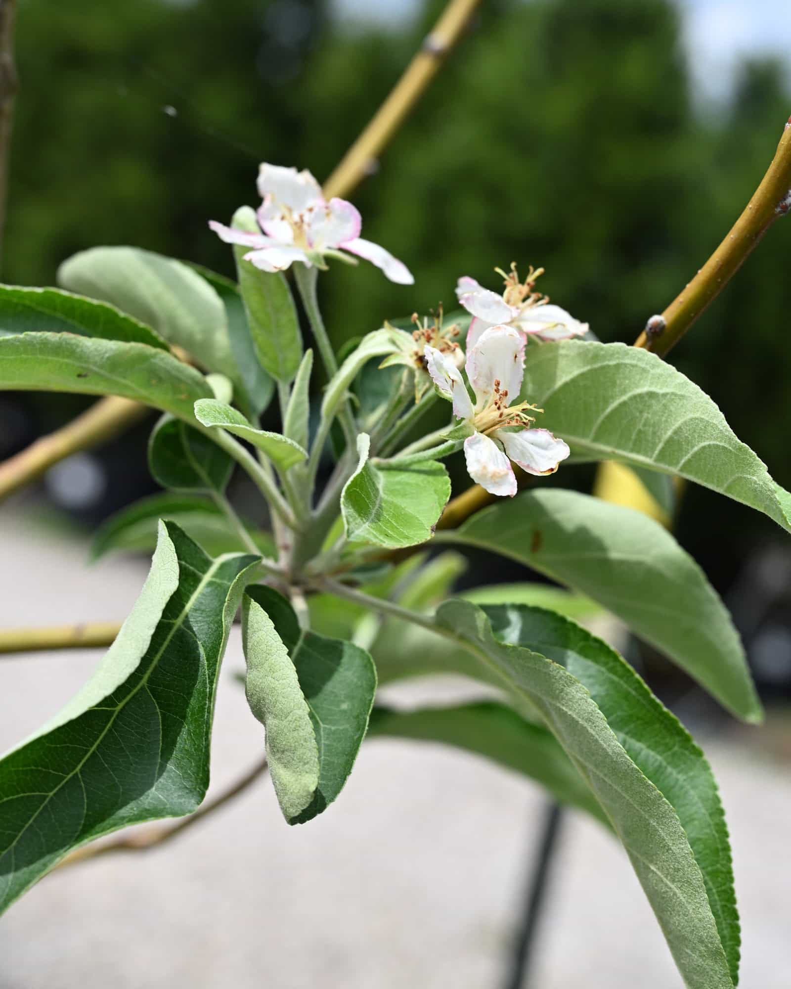 Granny Smith Apple - view 3