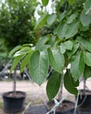 American Persimmon thumbnail 2