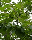 American Persimmon thumbnail 3