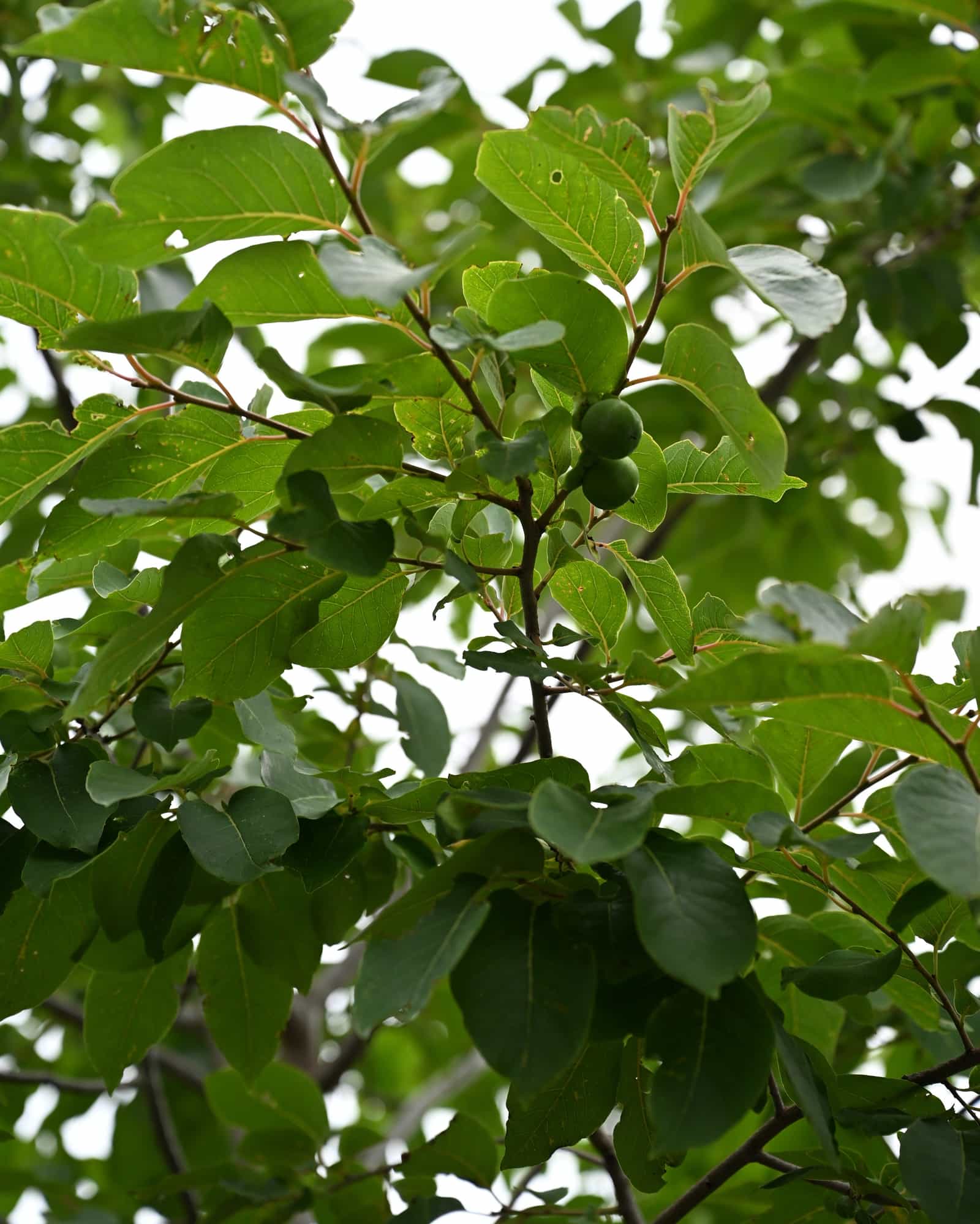 American Persimmon - view 3