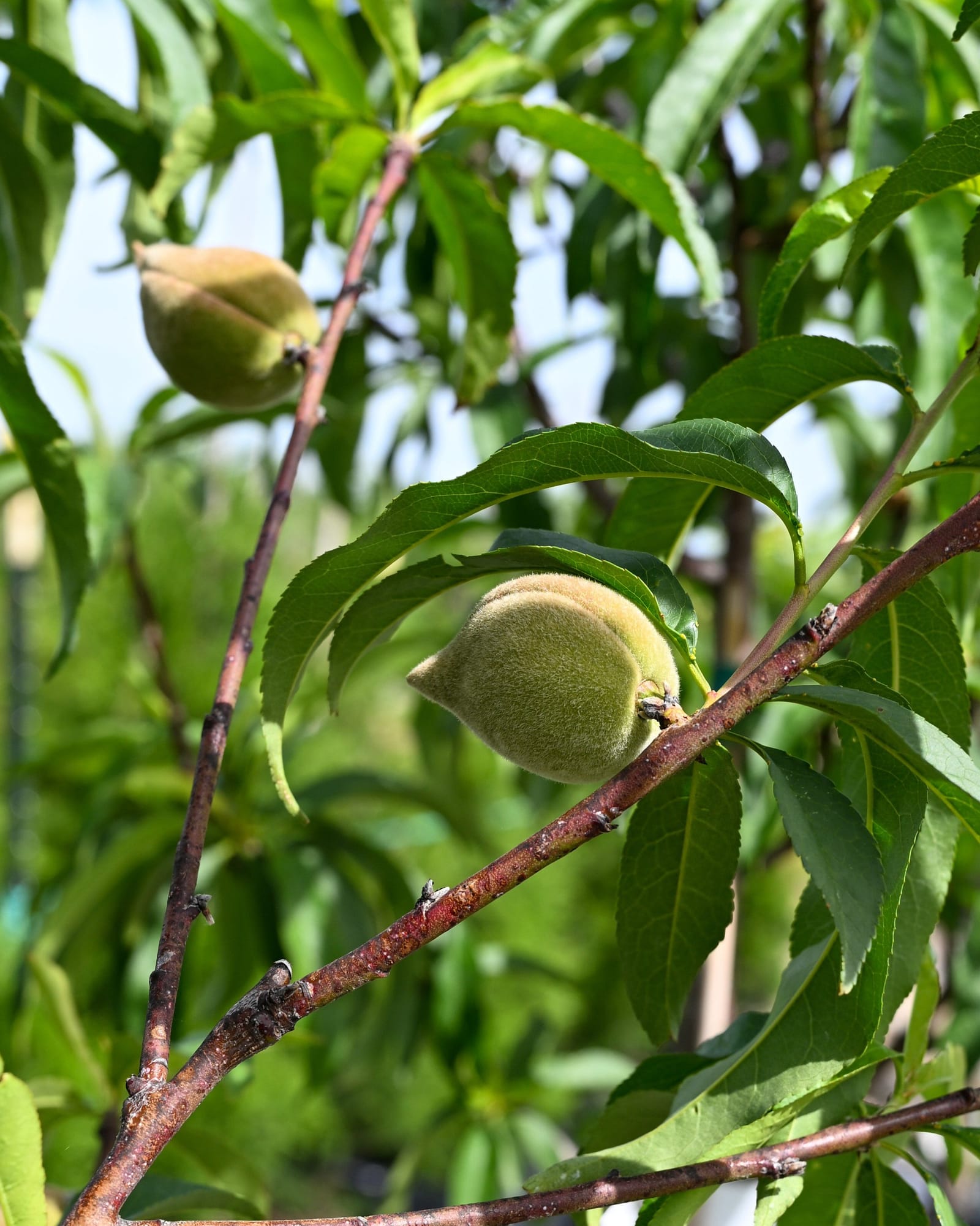 Hale Haven Peach