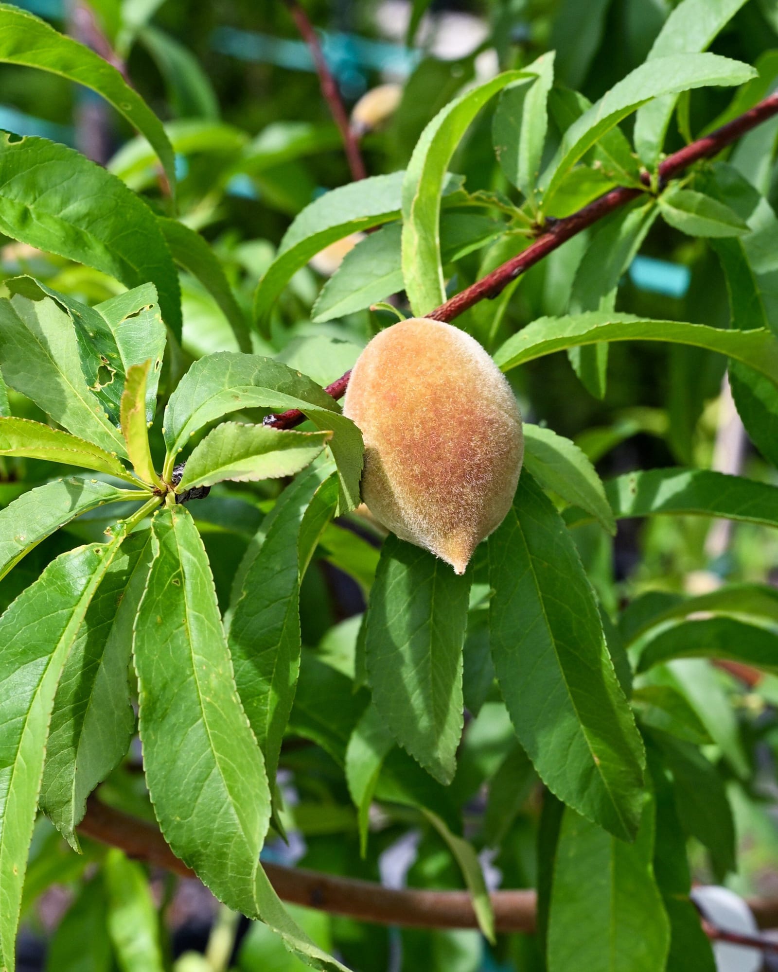 Harvester Peach