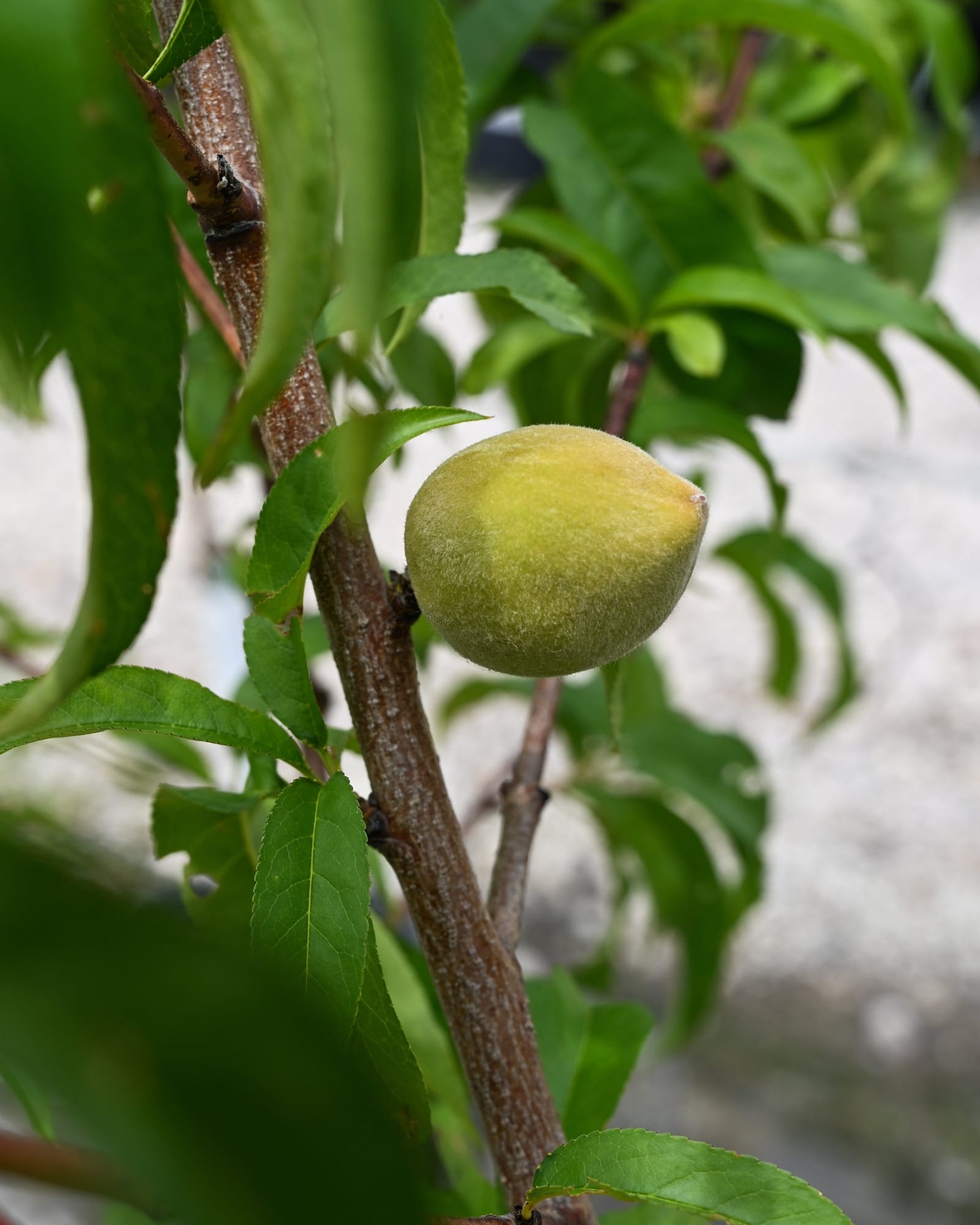 Red Haven Peach