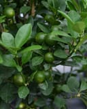 Calamondin Orange thumbnail 5