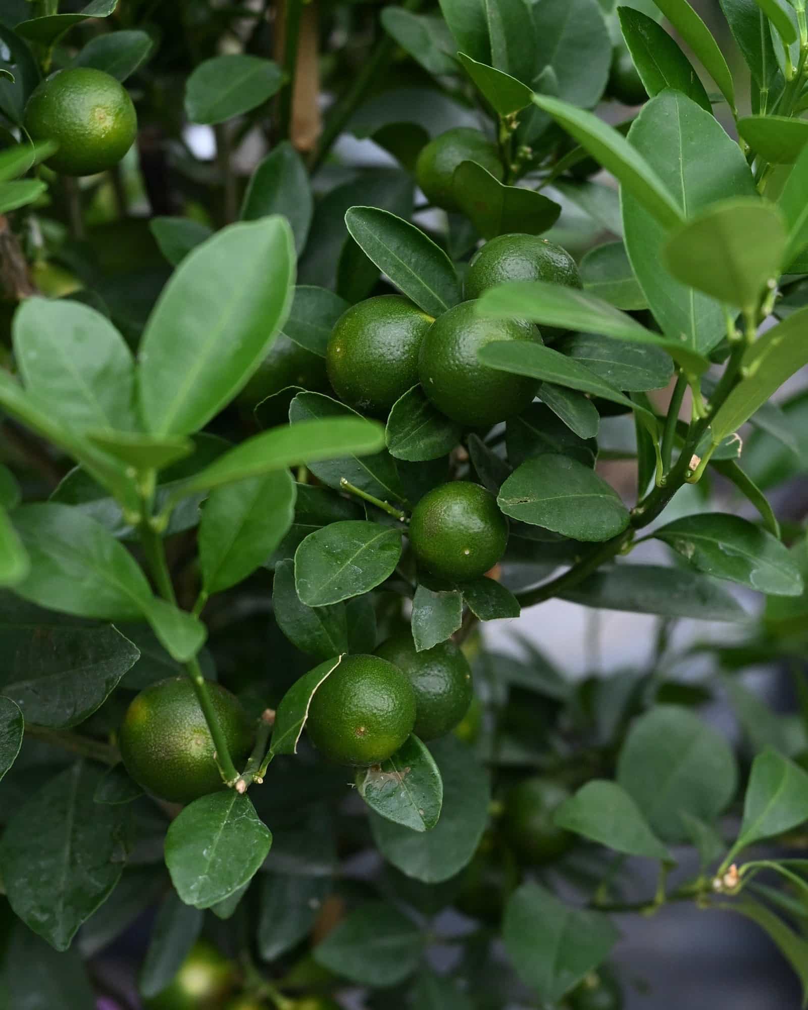 Calamondin Orange - view 5