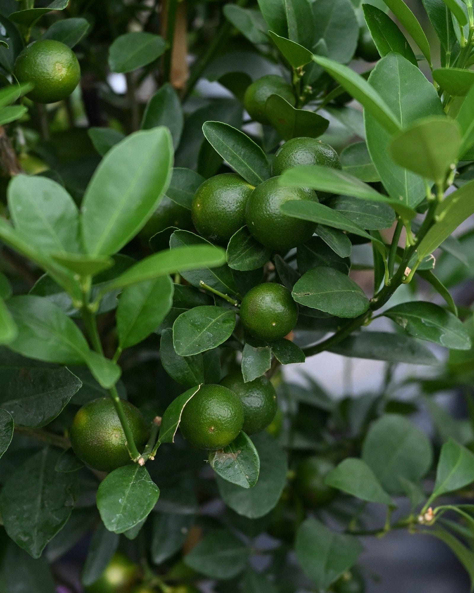 Calamondin Orange - view 5