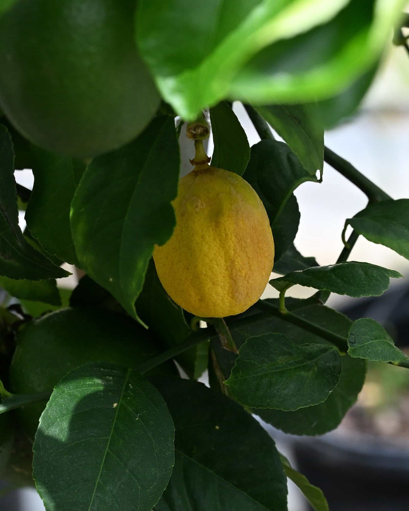Improved Meyer Lemon