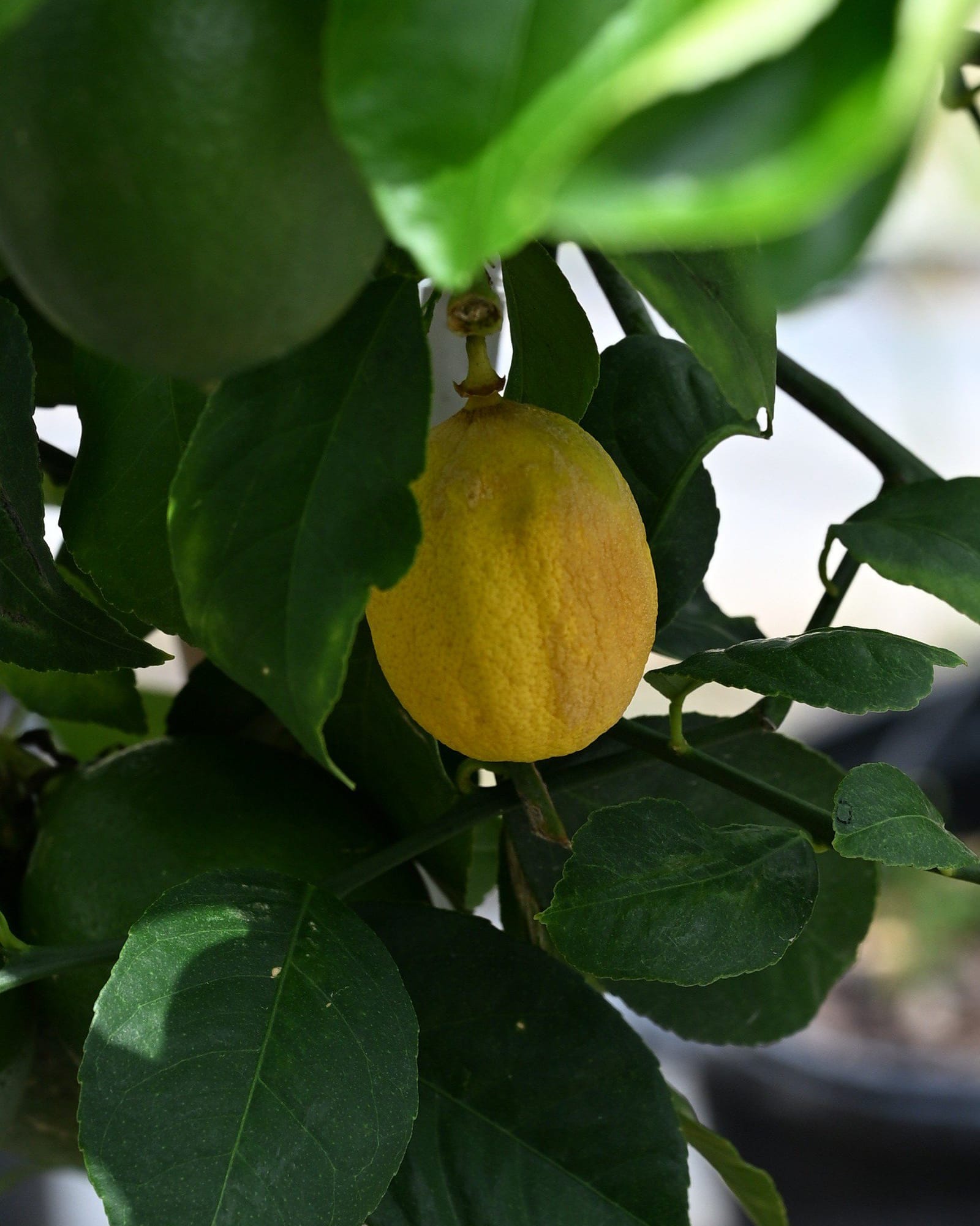 Improved Meyer Lemon