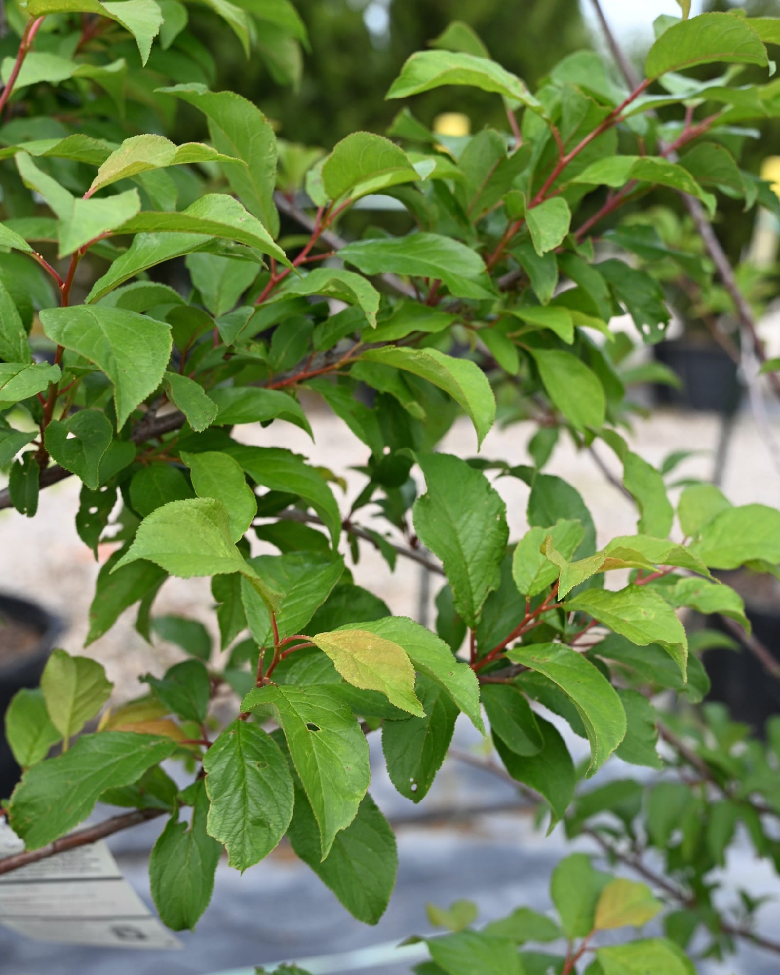 Methley Plum