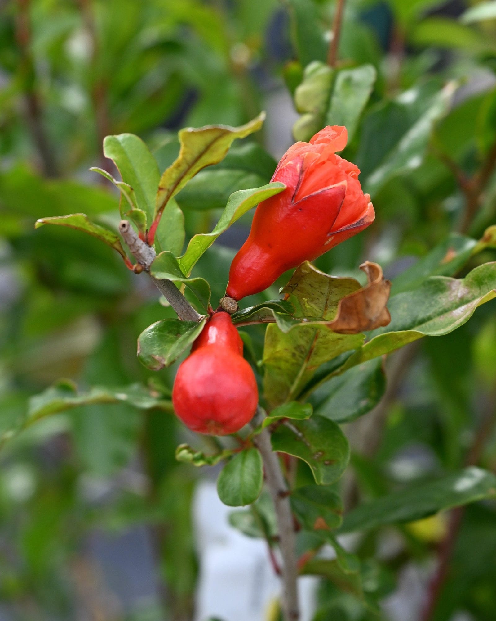Texas Pink Pomegranate - Main Image