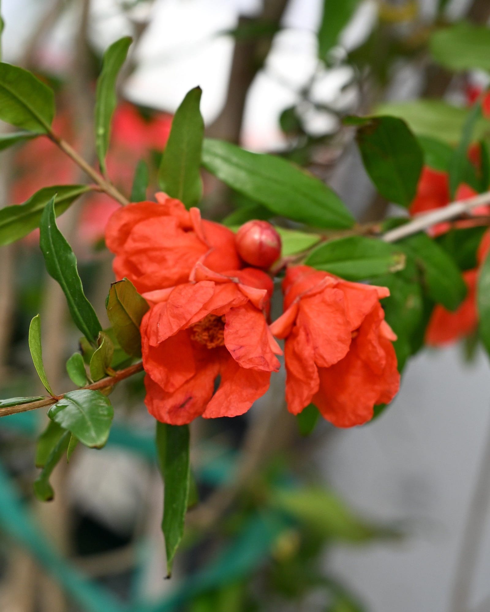 Wonderful Pomegranate - view 5