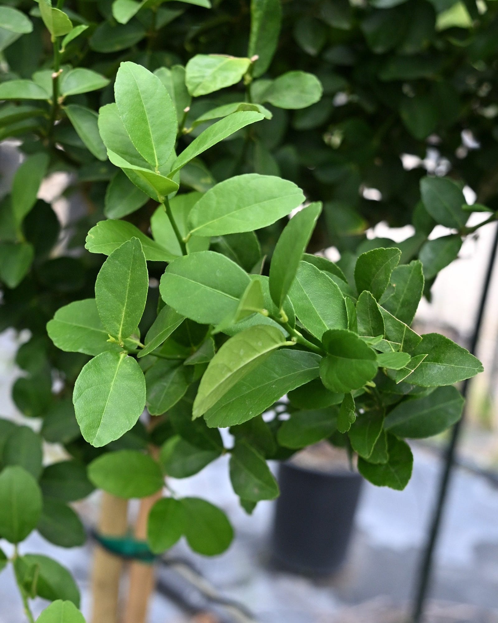 Thornless Mexican Lime
