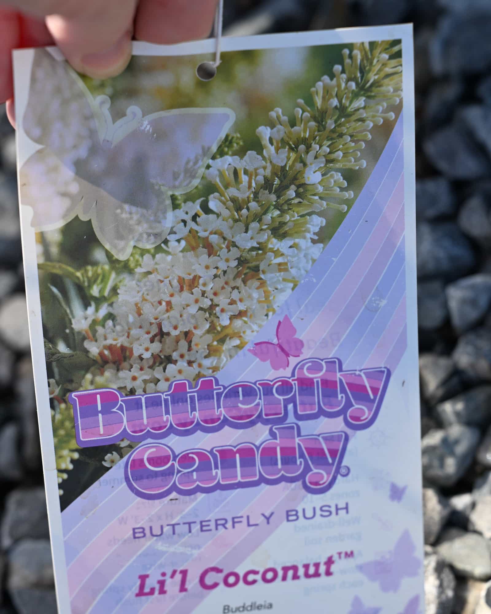 Li'l Coconut Butterfly Bush