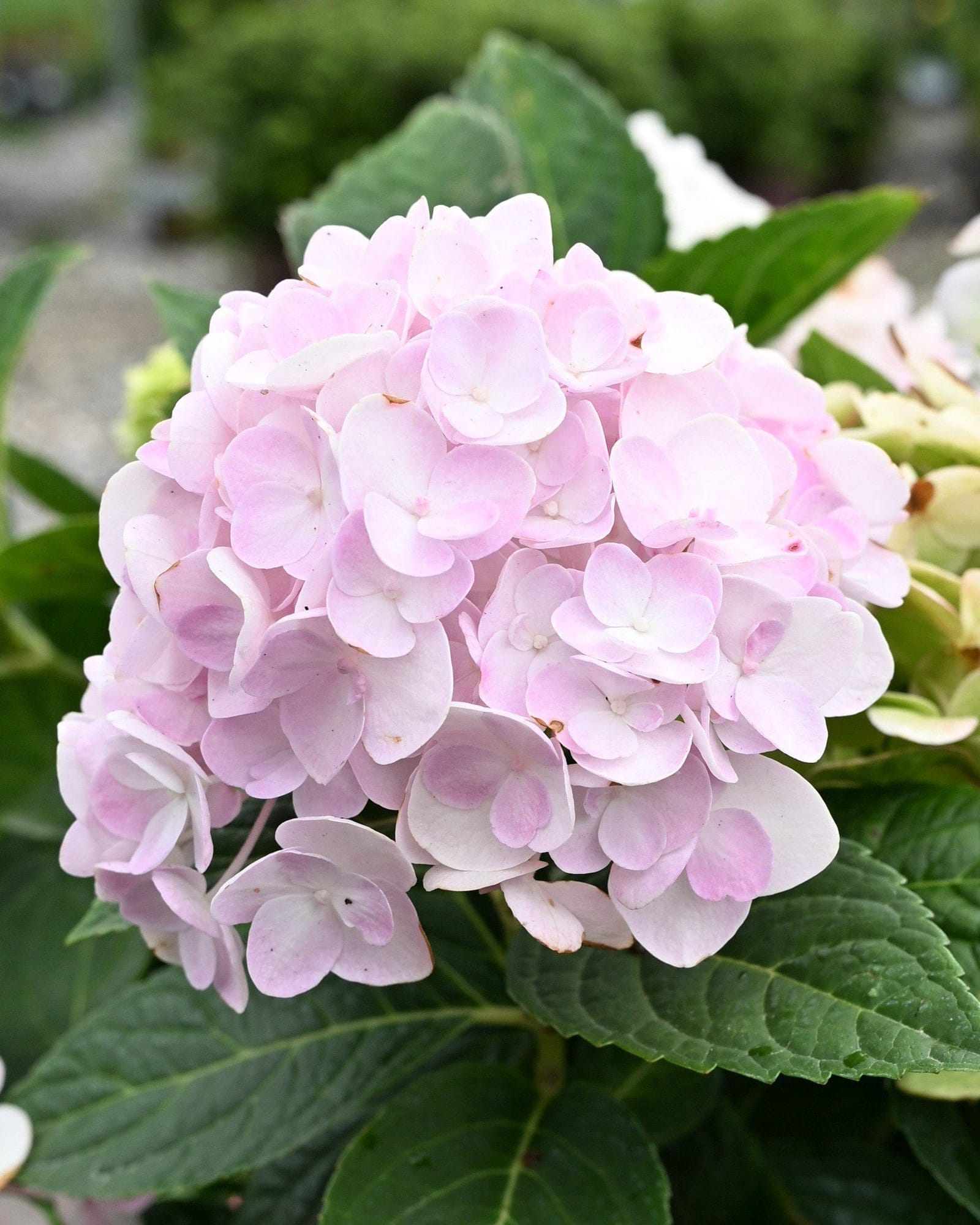 Hydrangea Blushing Bride