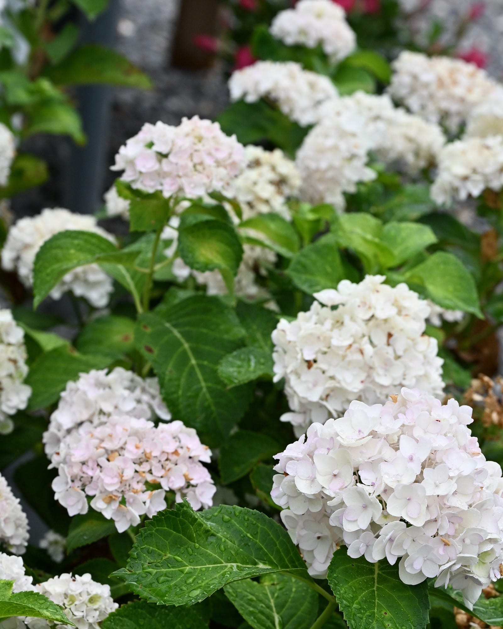 Hydrangea Blushing Bride - view 5