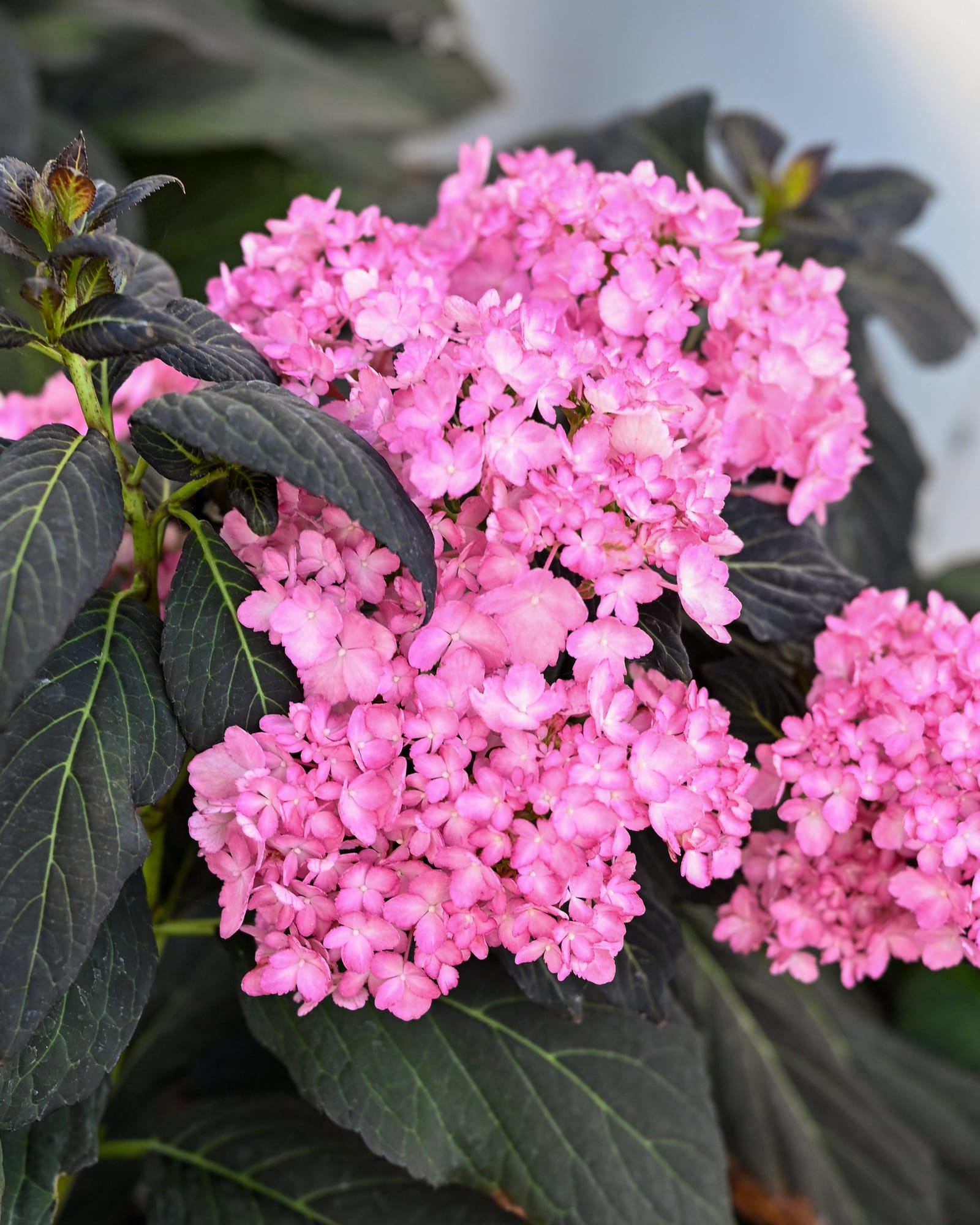 Eclipse Bigleaf Hydrangea - Main Image