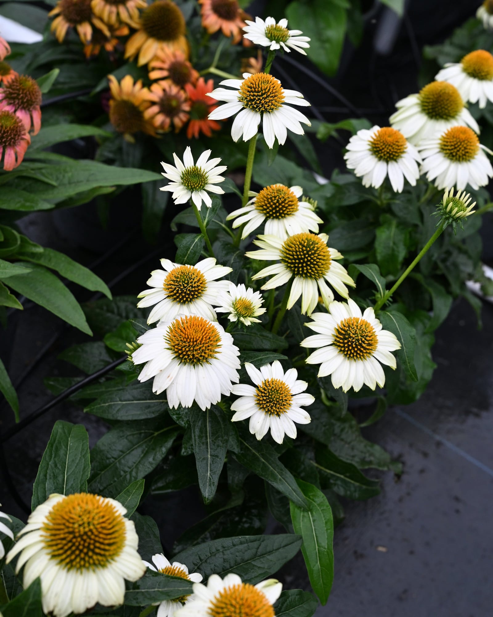 PowWow White Coneflower - view 5