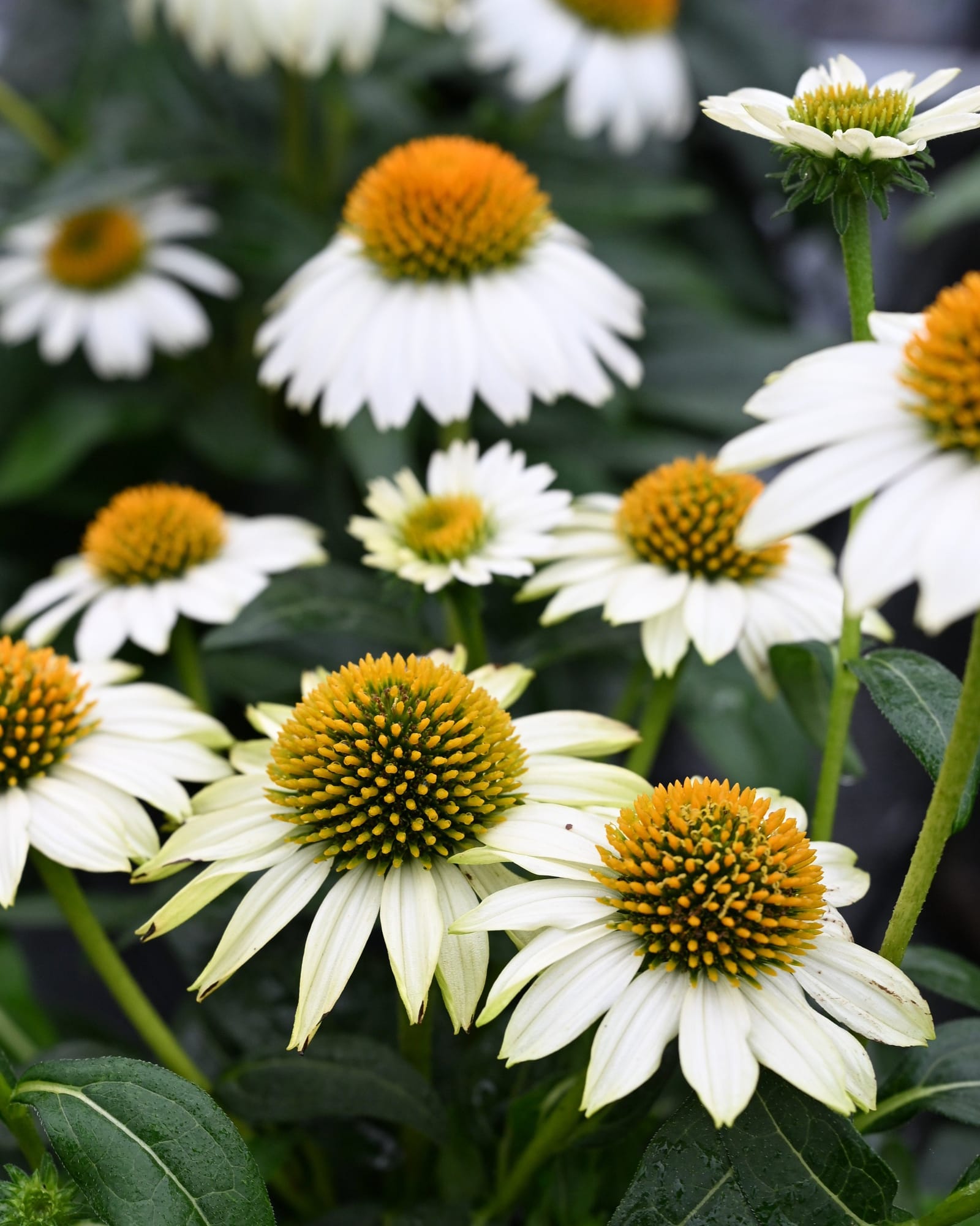 PowWow White Coneflower