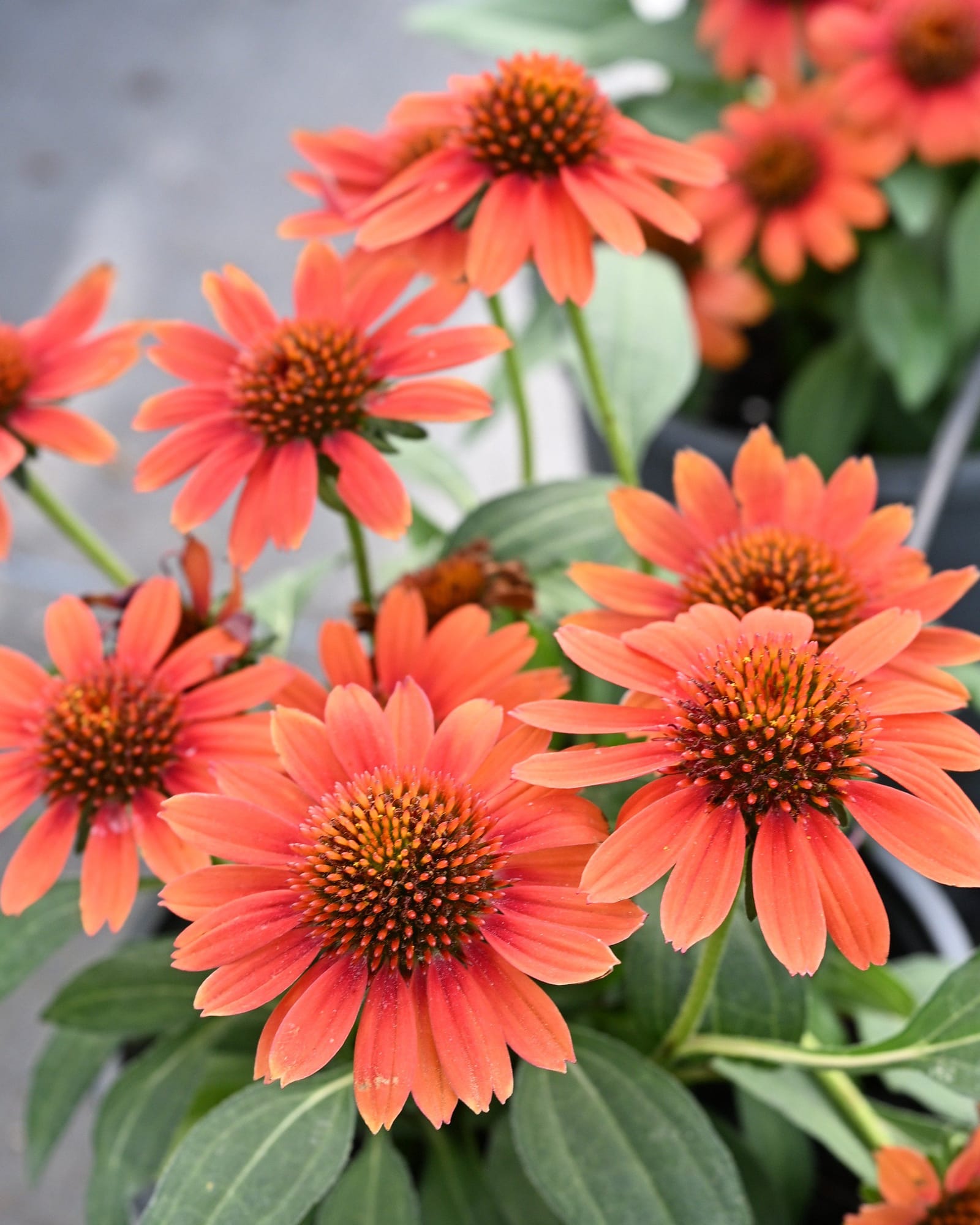 SunMagic Electric Orange Coneflower - view 5