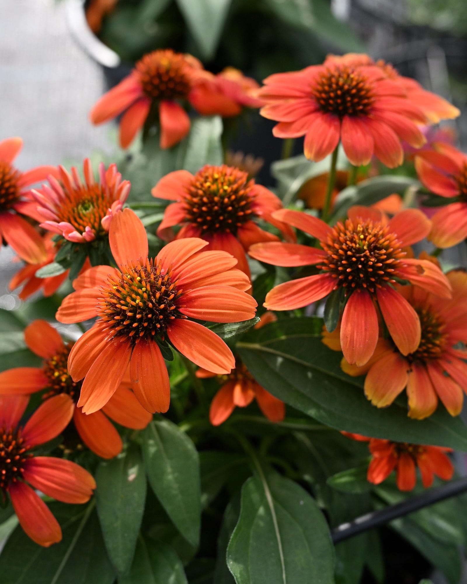 SunMagic Electric Orange Coneflower