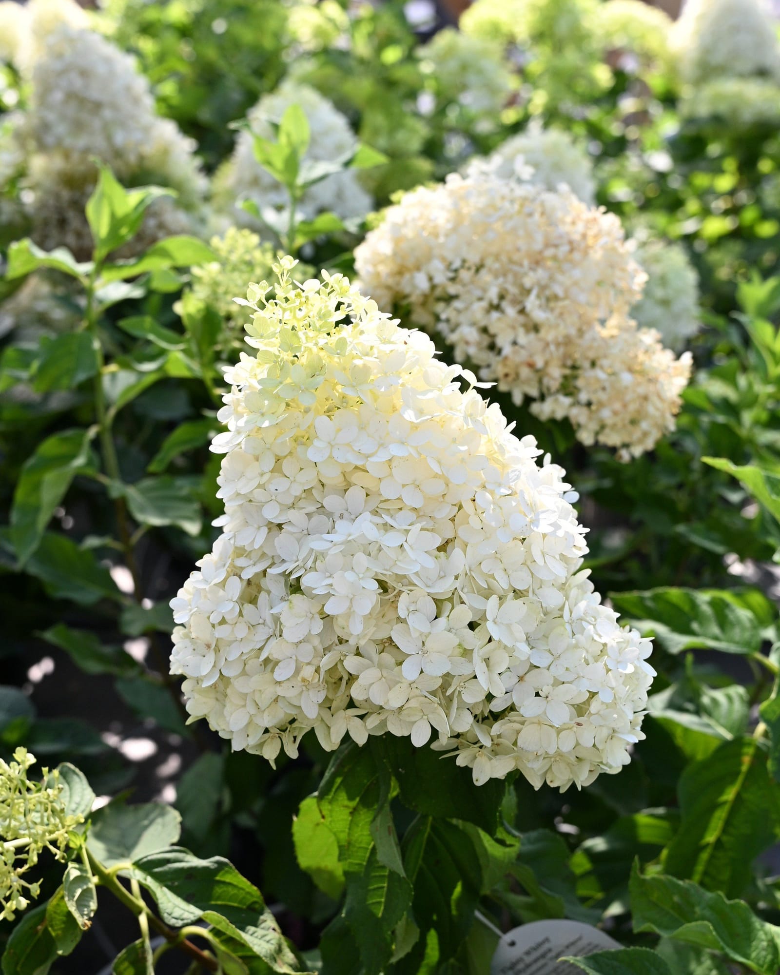 Tighty Whitey Hydrangea - view 4