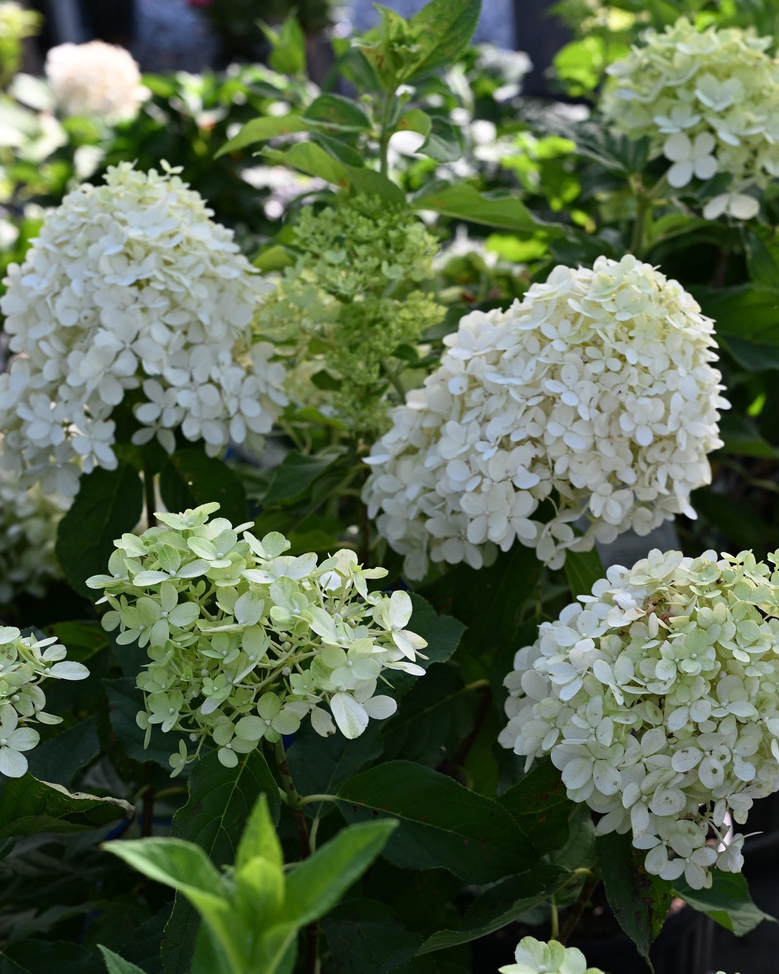 Tighty Whitey Hydrangea