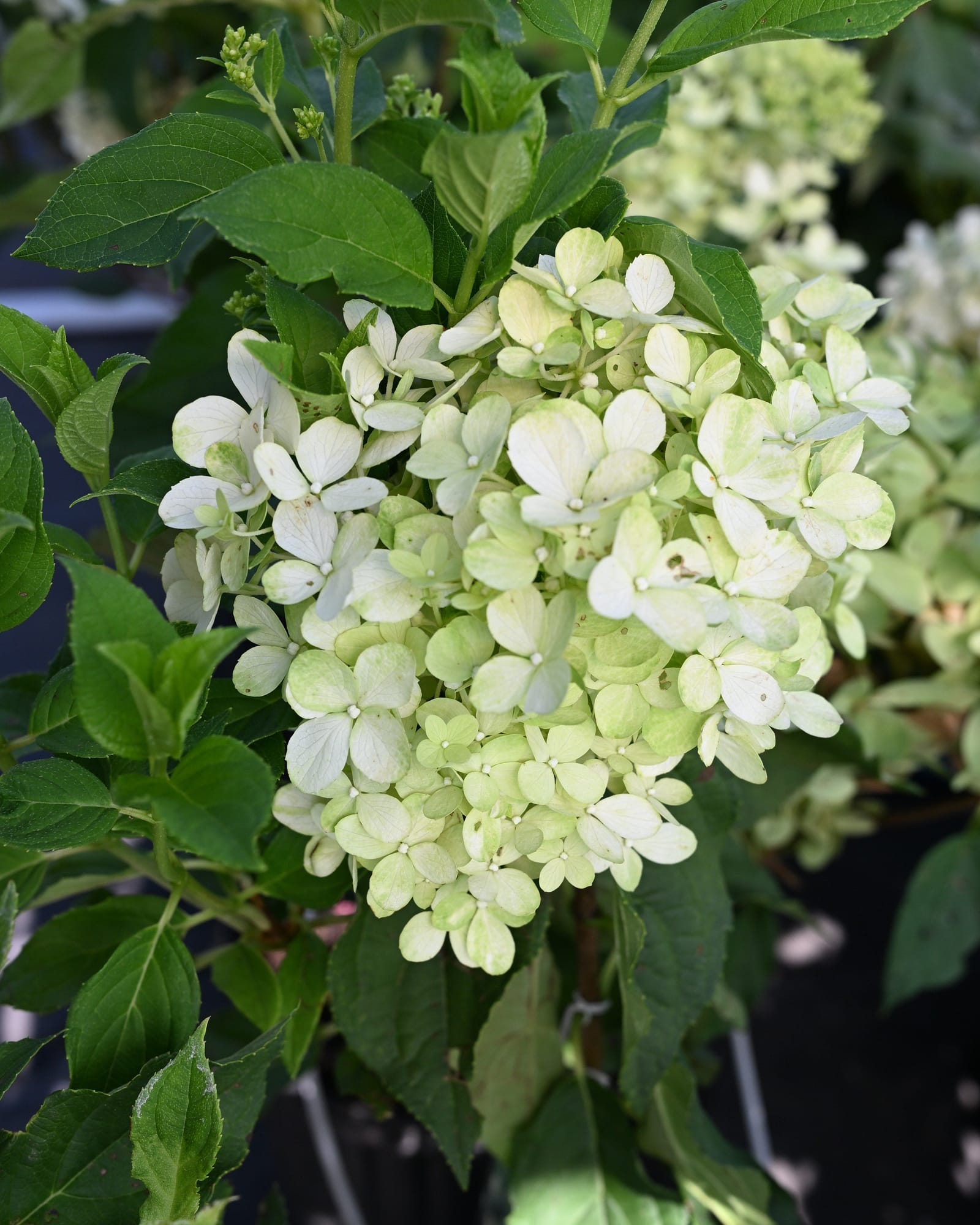 Tighty Whitey Hydrangea - view 5
