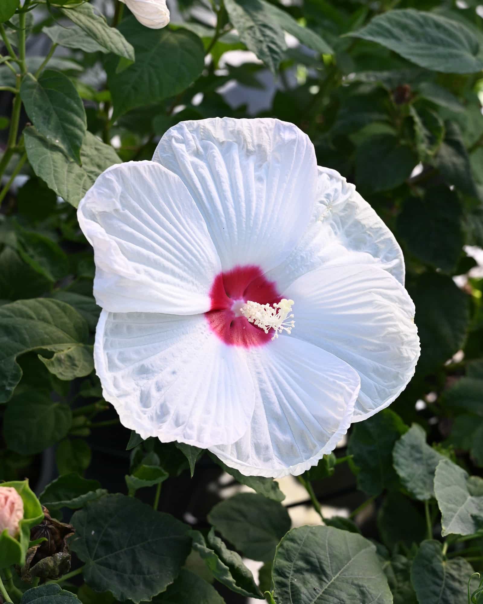 Luna White Hardy Hibiscus