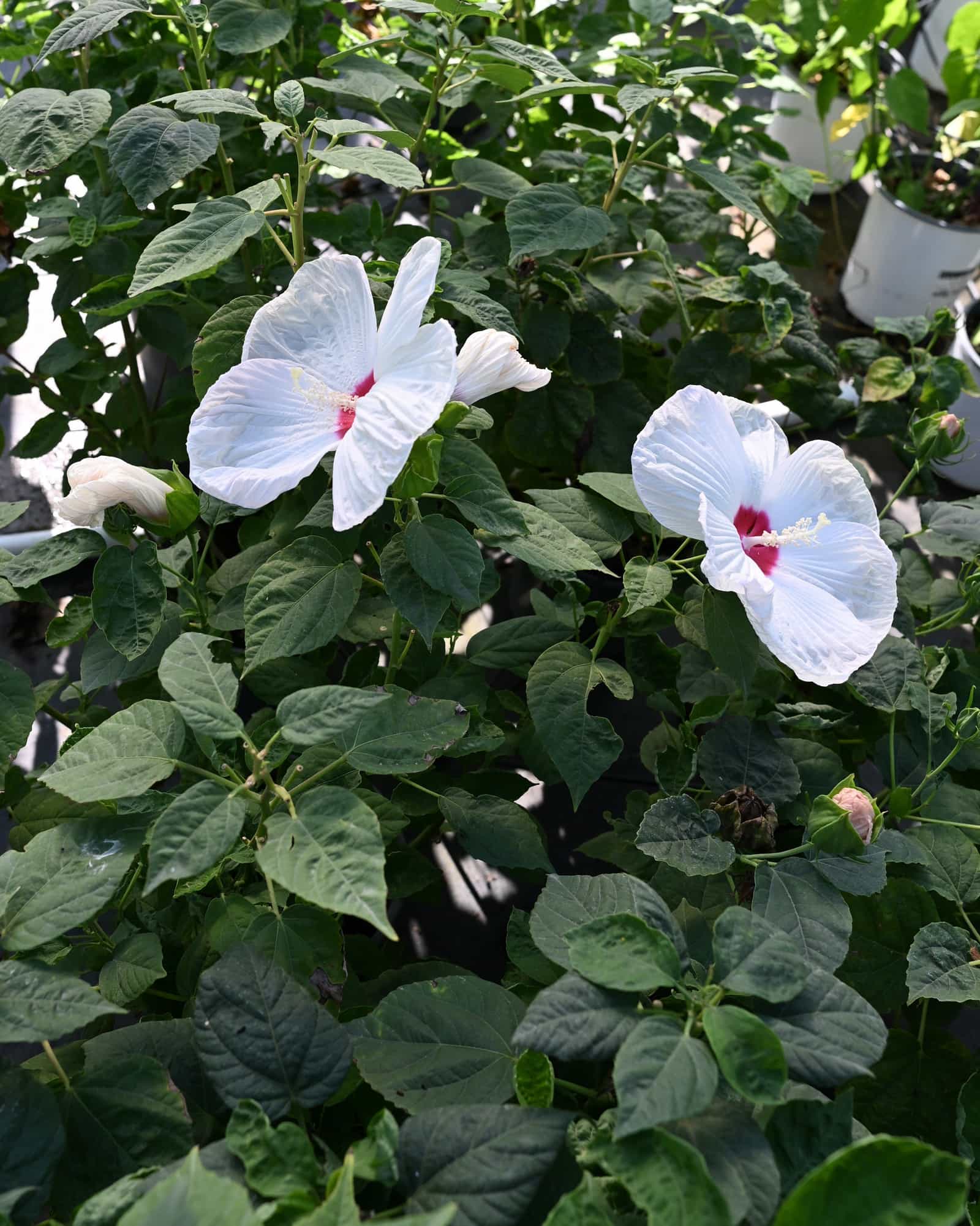 Luna White Hardy Hibiscus - view 2