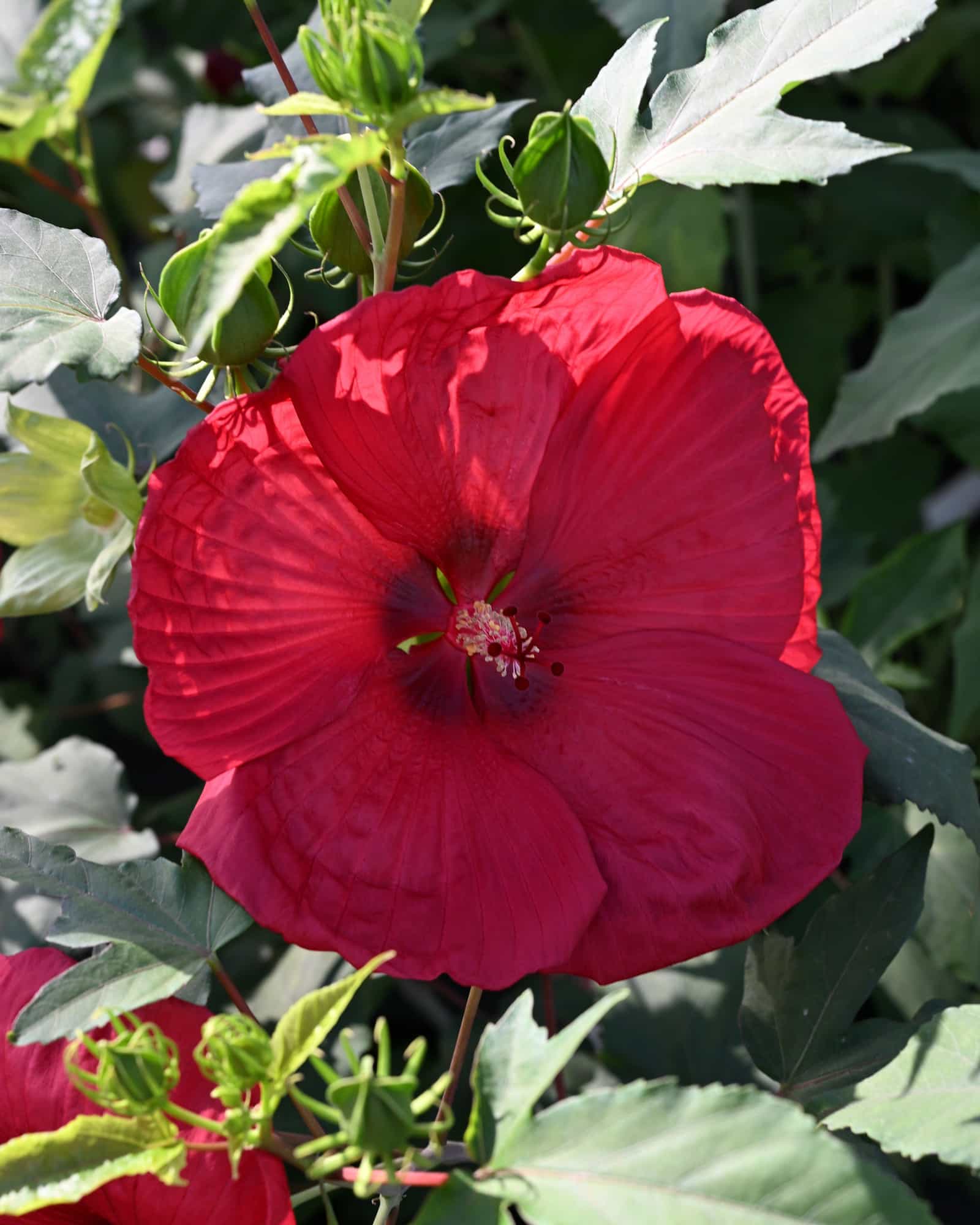 Head over Heels Desire Hibiscus