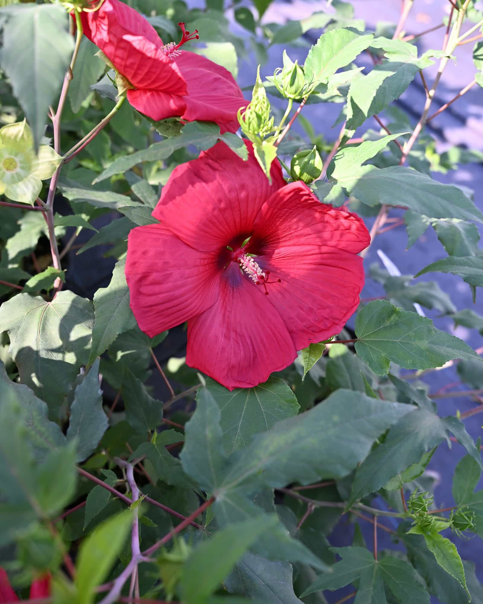 Head over Heels Desire Hibiscus - view 3