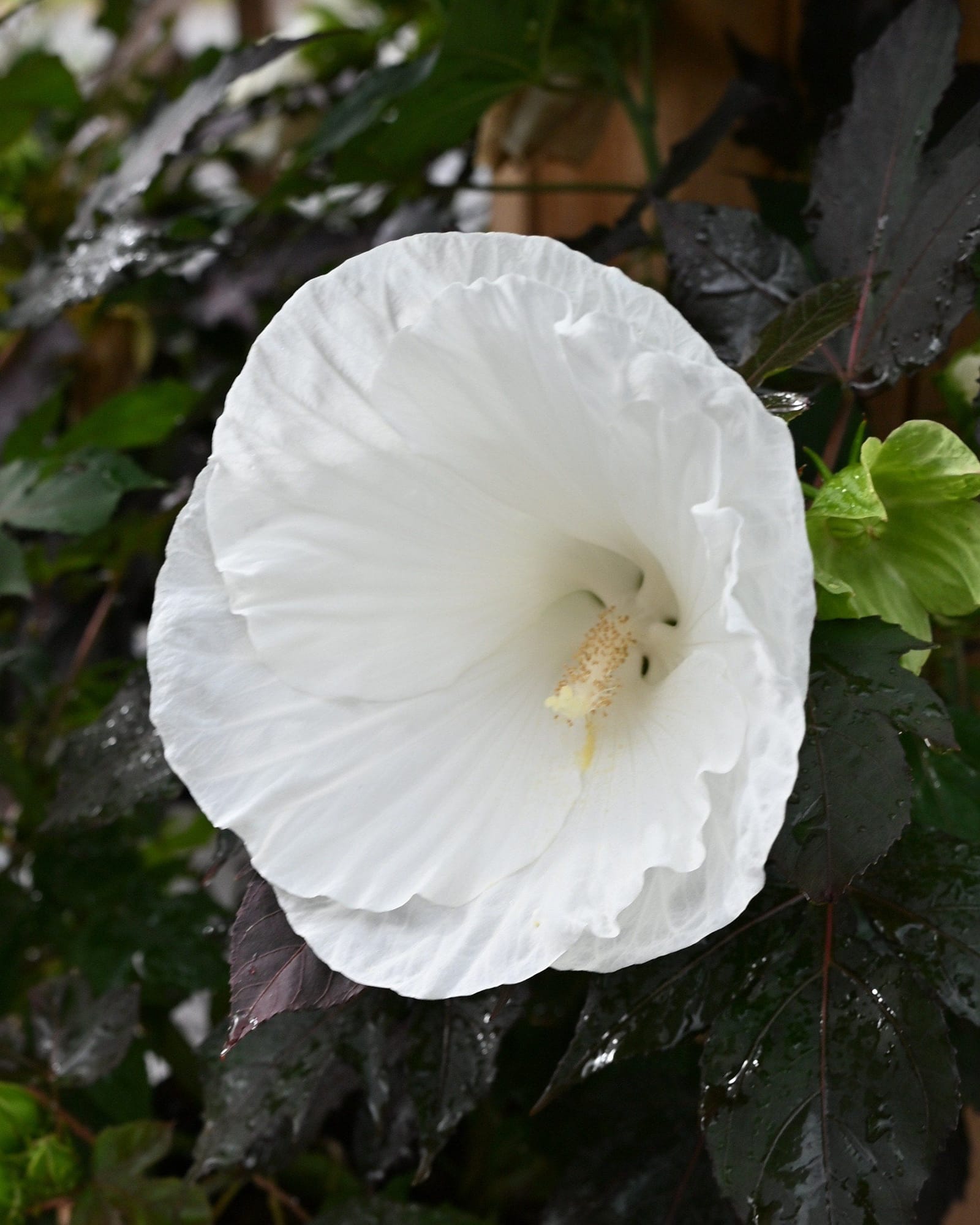Summerific Cookies and Cream Hardy Hibiscus
