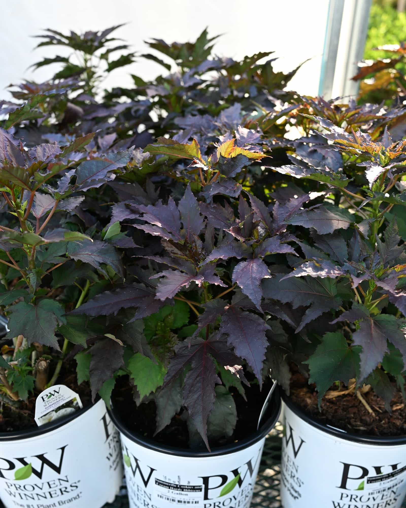 Summerific Cookies and Cream Hardy Hibiscus - view 4