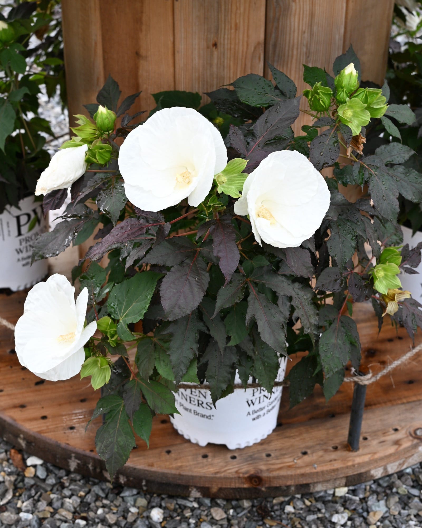 Summerific Cookies and Cream Hardy Hibiscus - view 5
