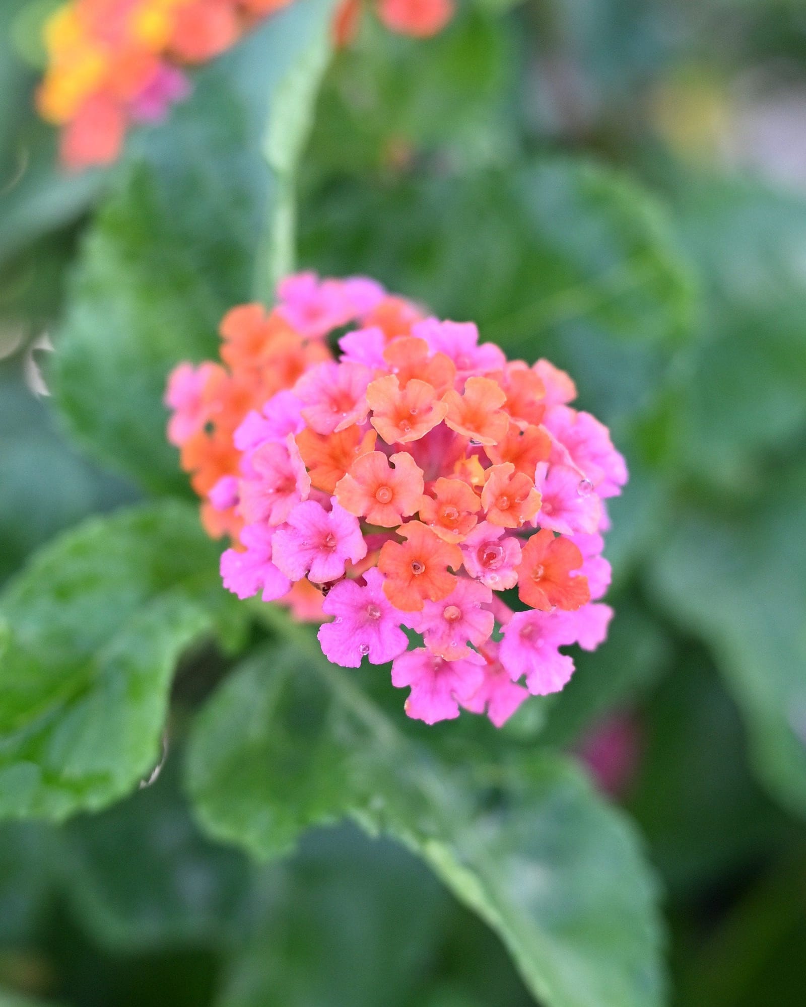 Confetti Lantana - view 2