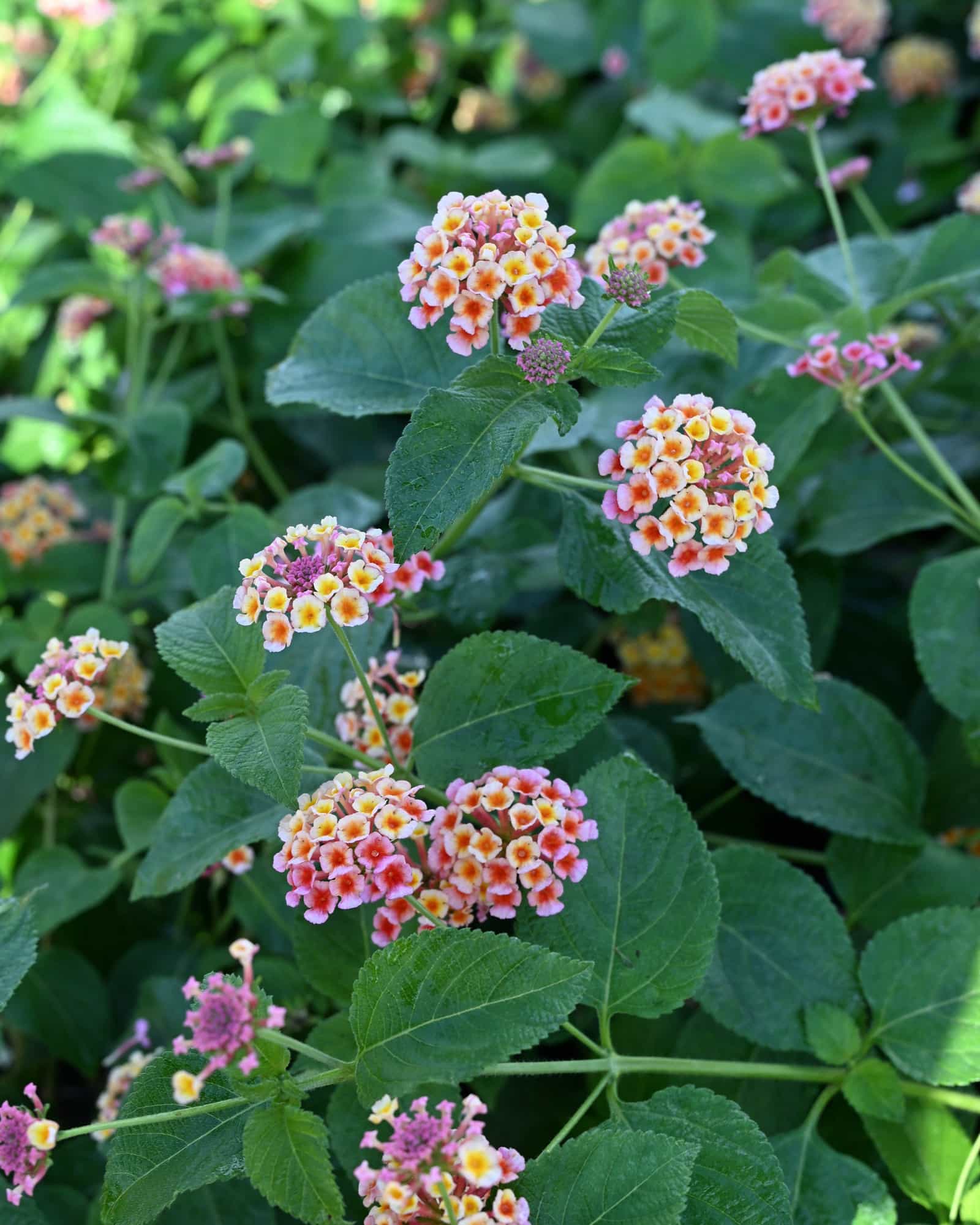 Irene Lantana