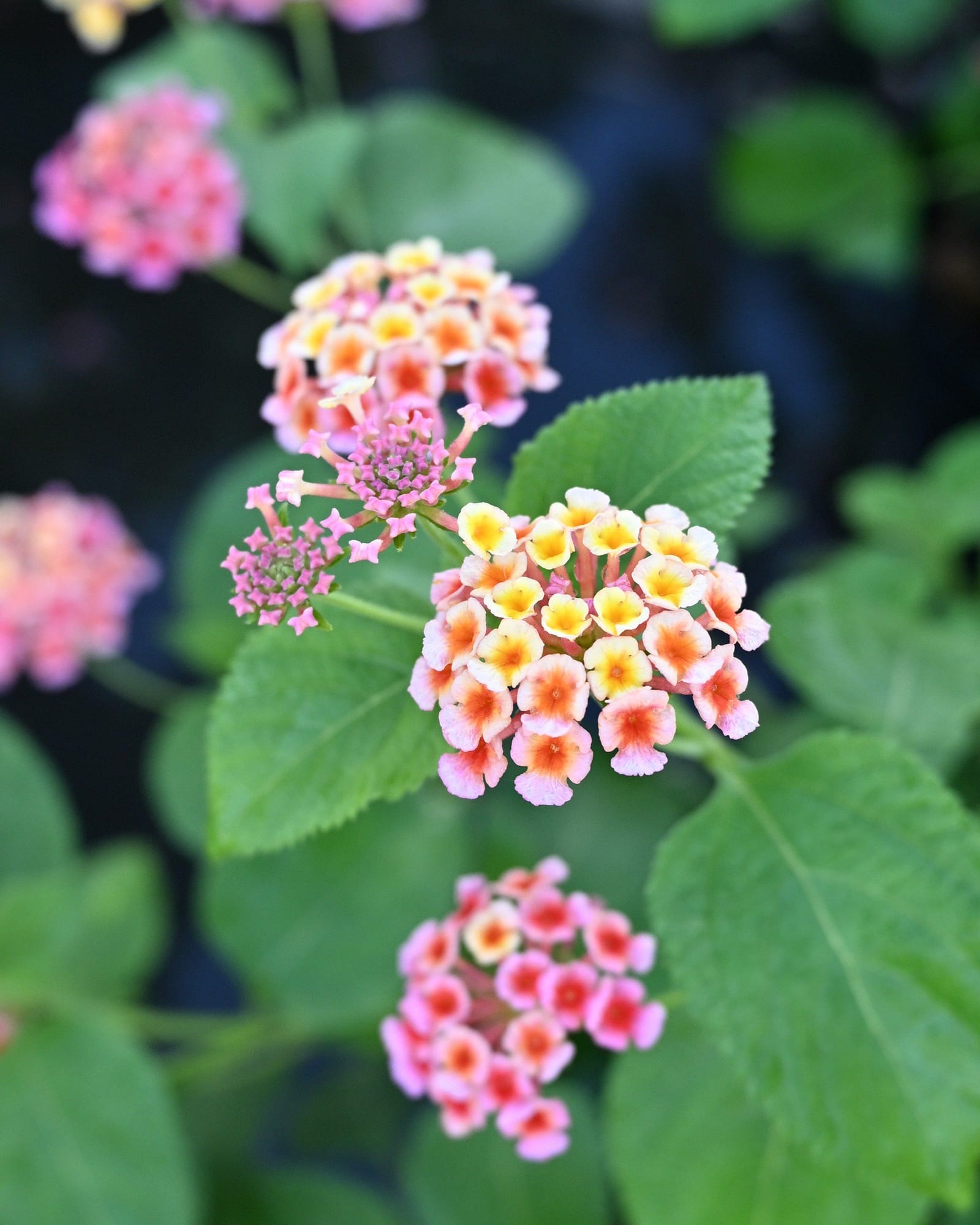 Irene Lantana - view 3