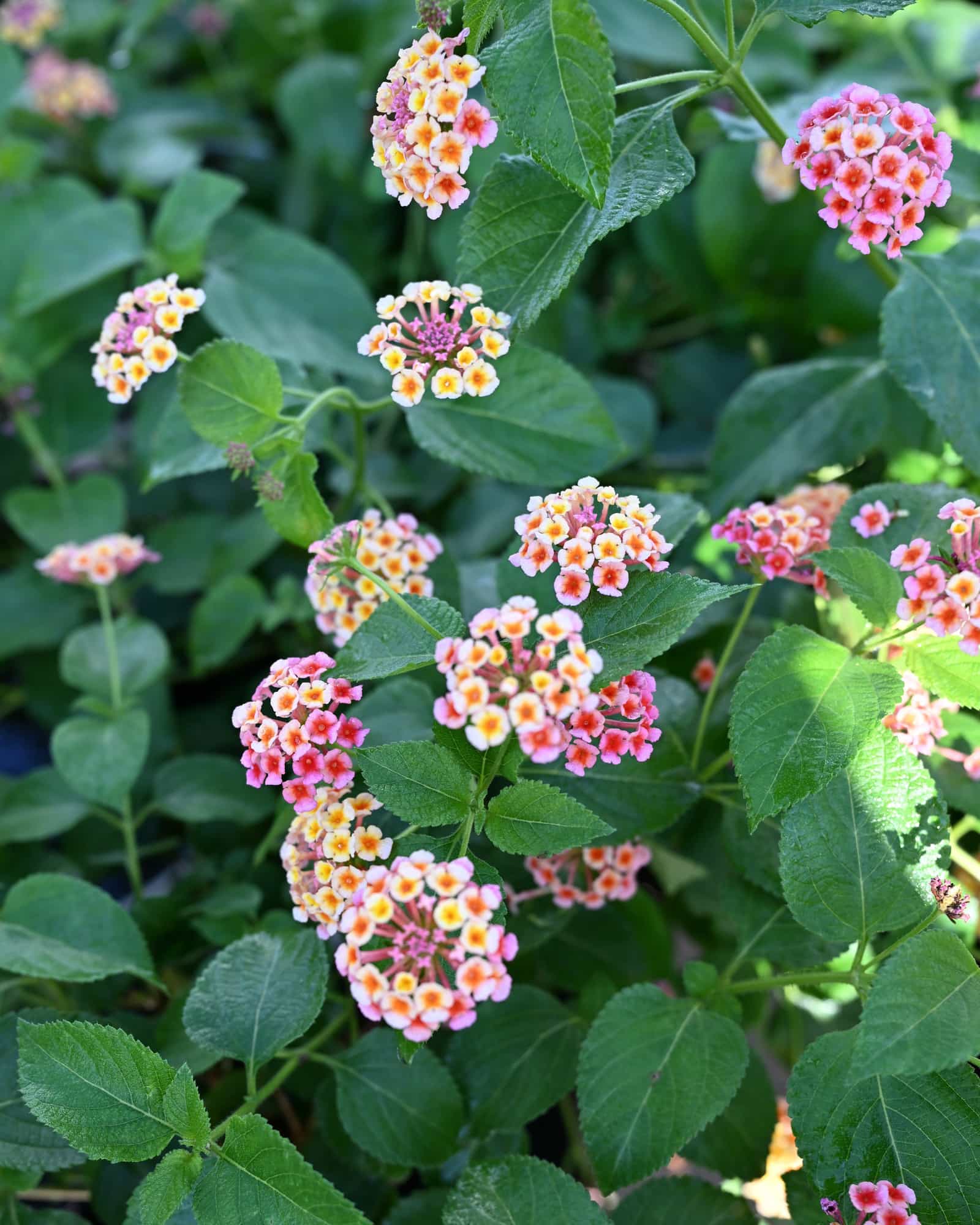 Irene Lantana - view 4