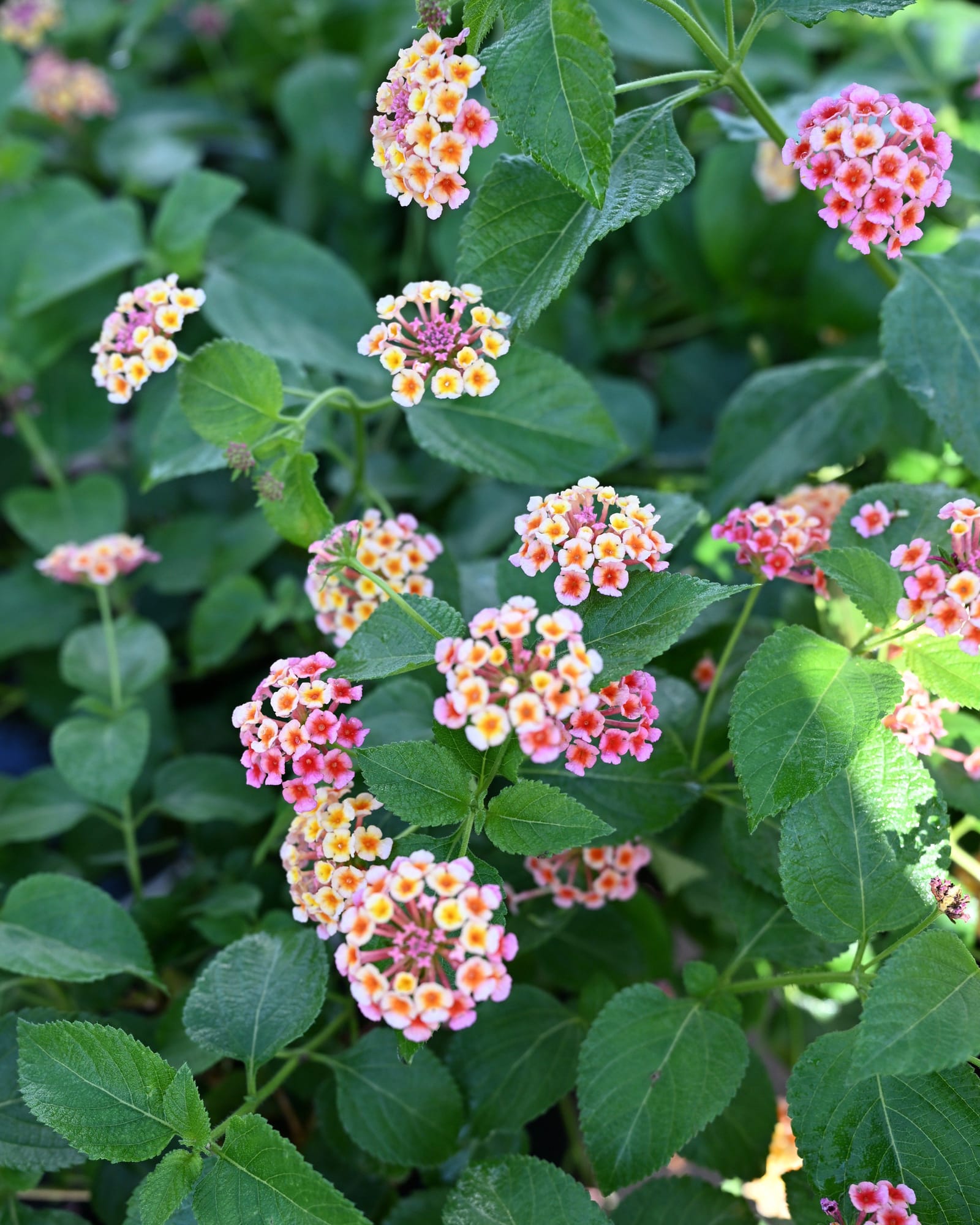 Irene Lantana - view 4