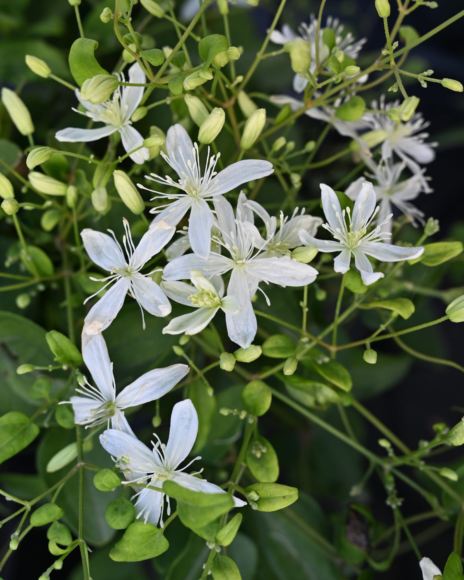 Sweet Autumn Clematis