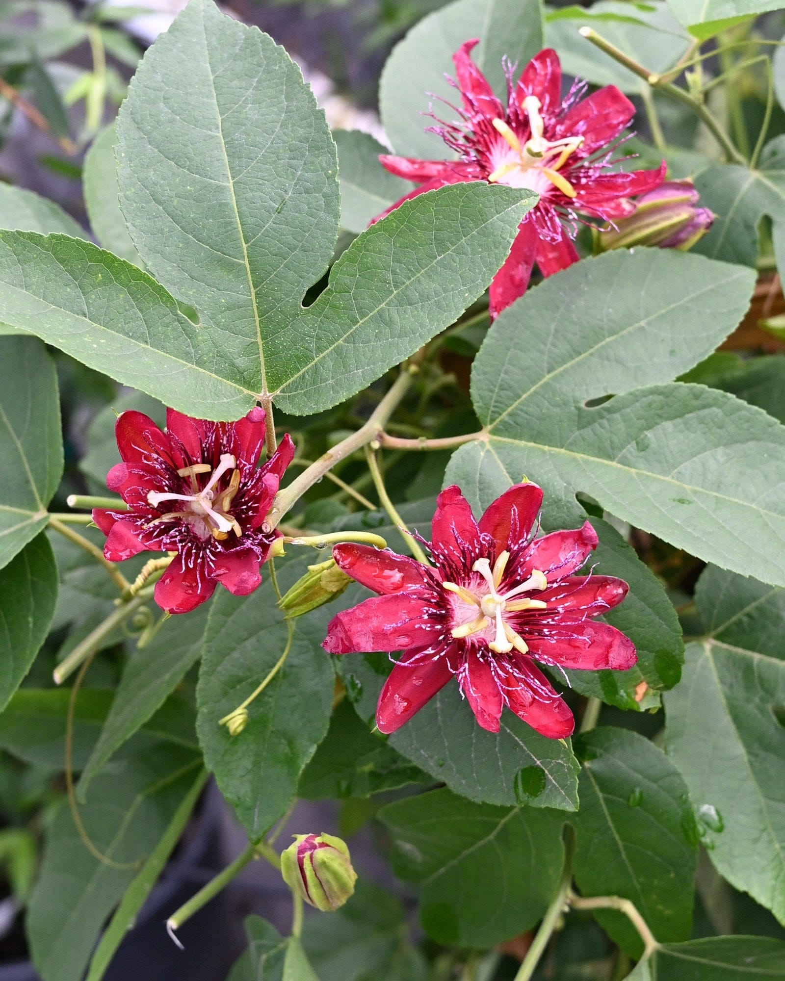 Lady Margaret Red Passionflower Espalier