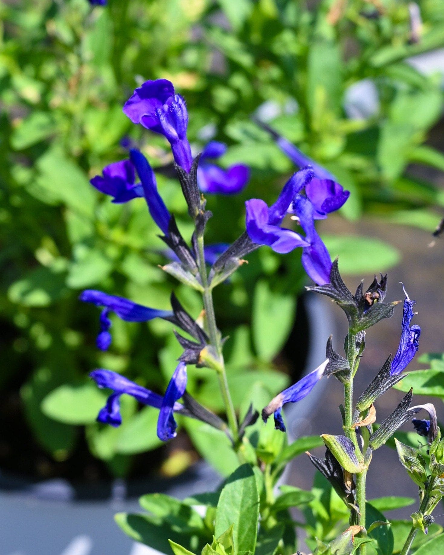 Mirage Blue Salvia Greggii
