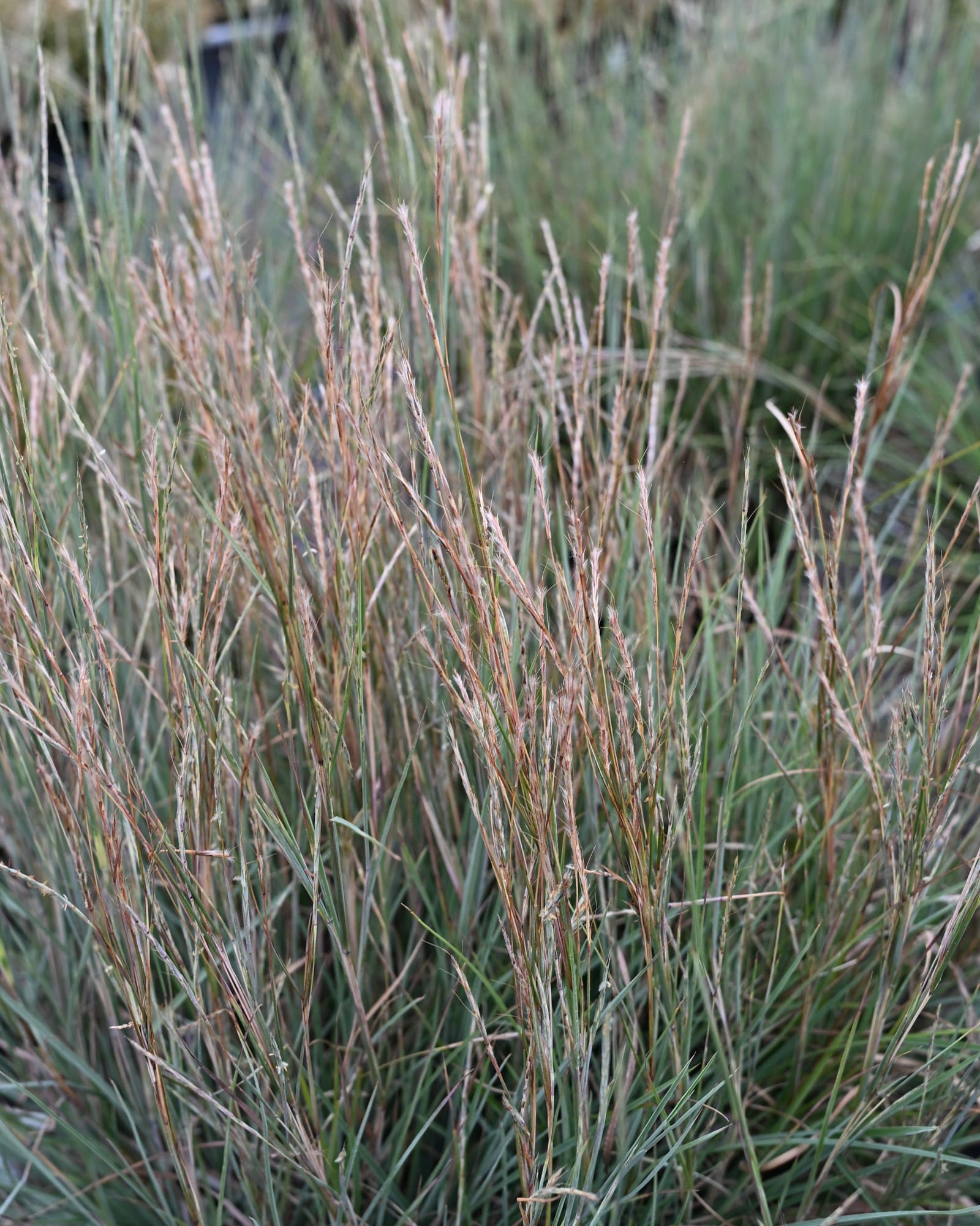 Little Bluestem