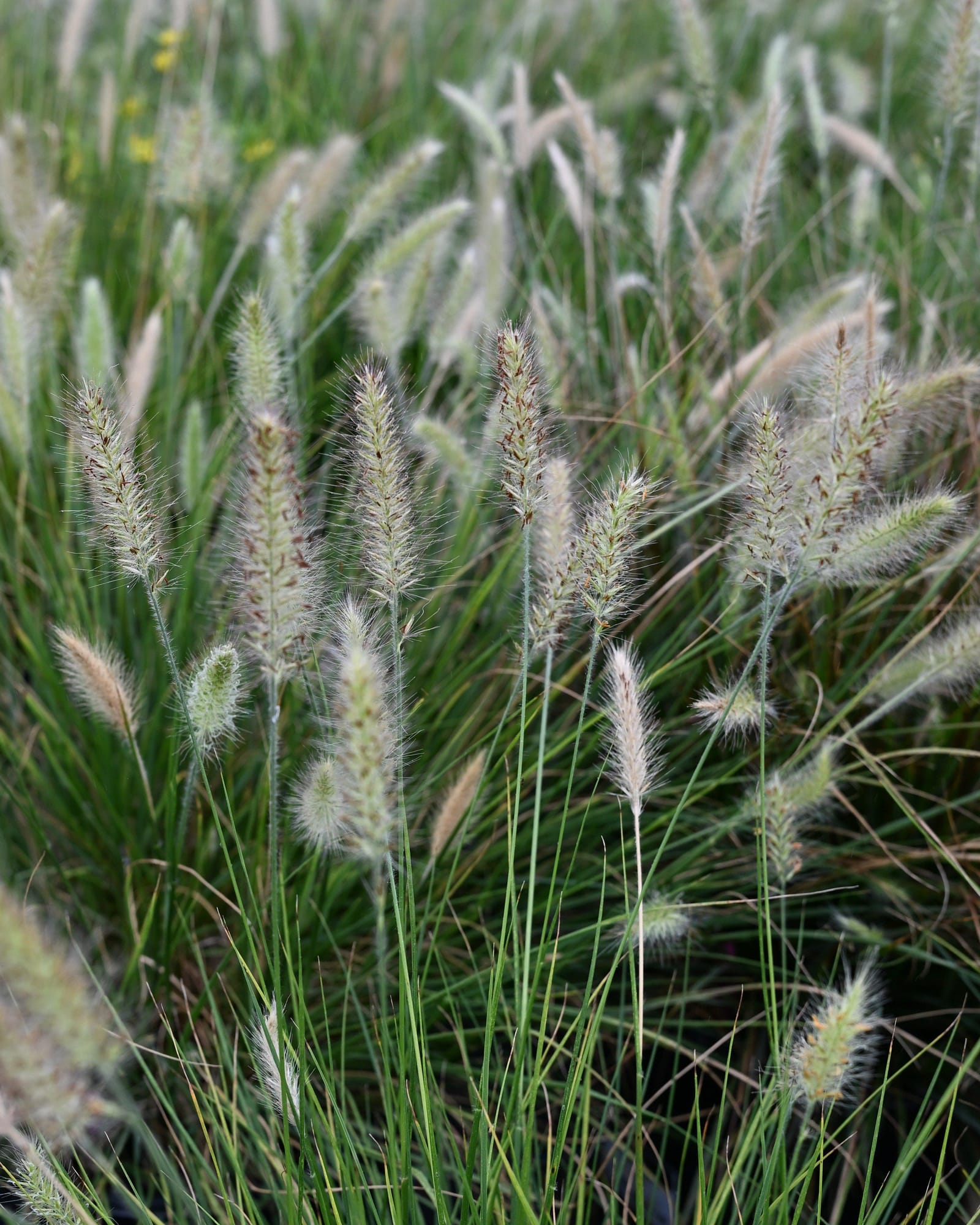 Dwarf Hameln Fountain Grass