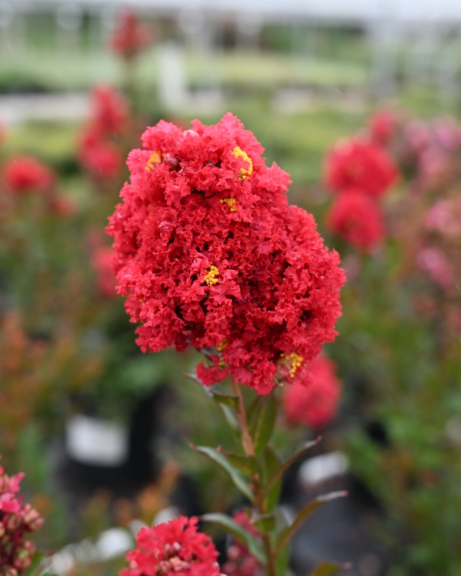 Enduring Summer Red Crape Myrtle