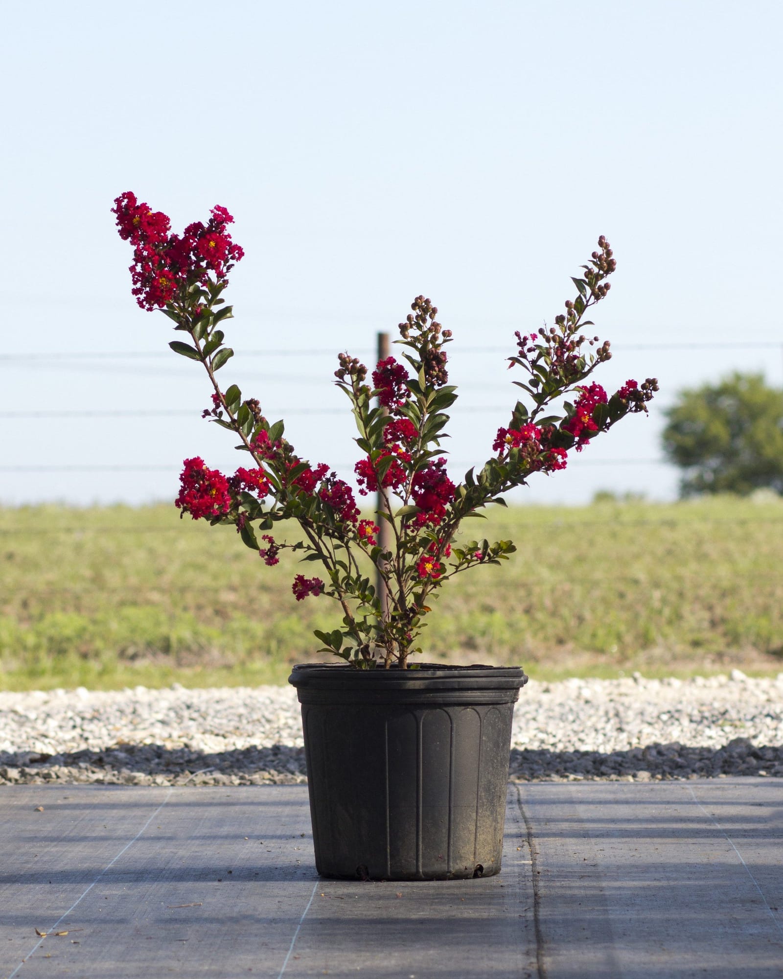 Enduring Summer Red Crape Myrtle - view 4