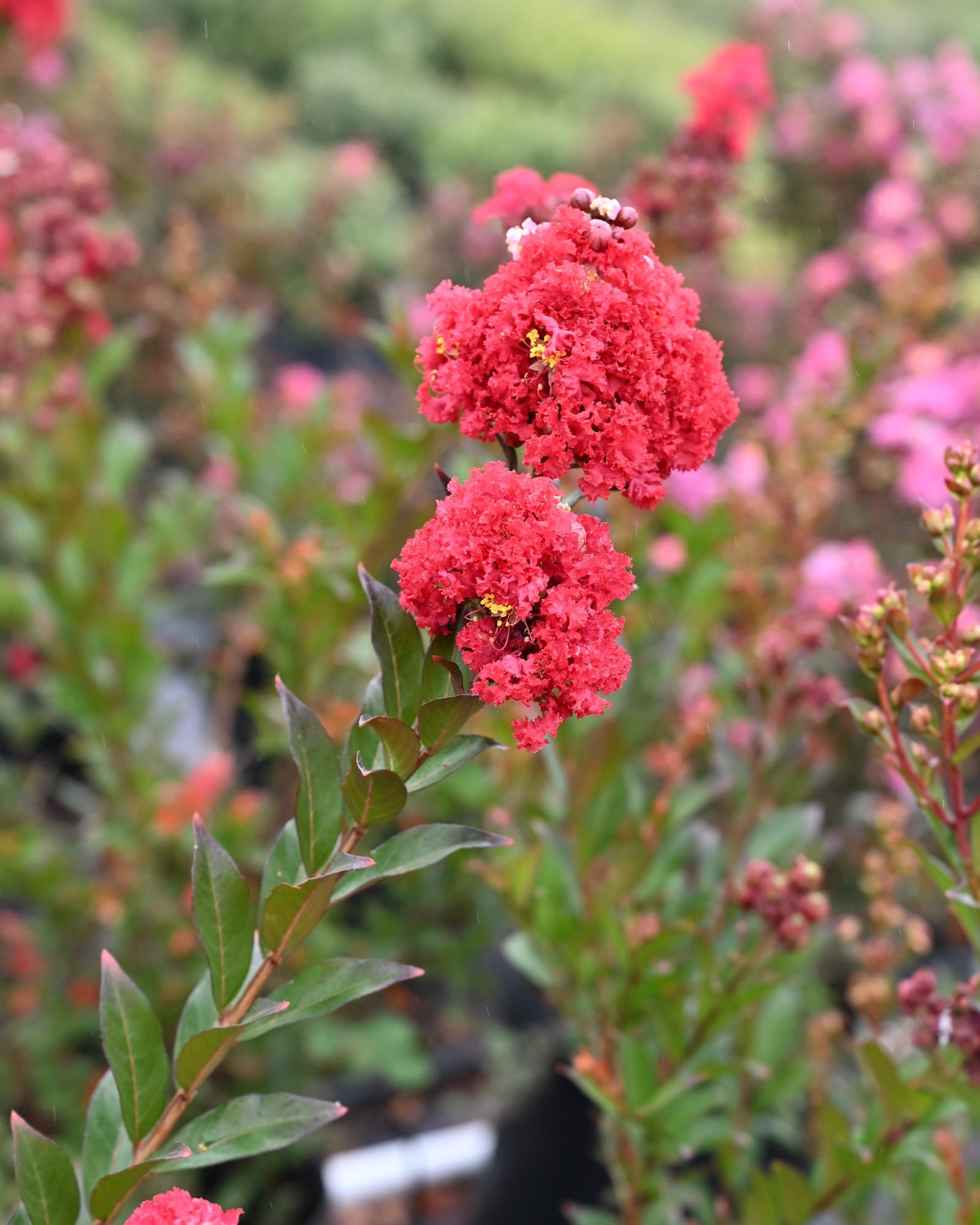 Enduring Summer Red Crape Myrtle - view 5