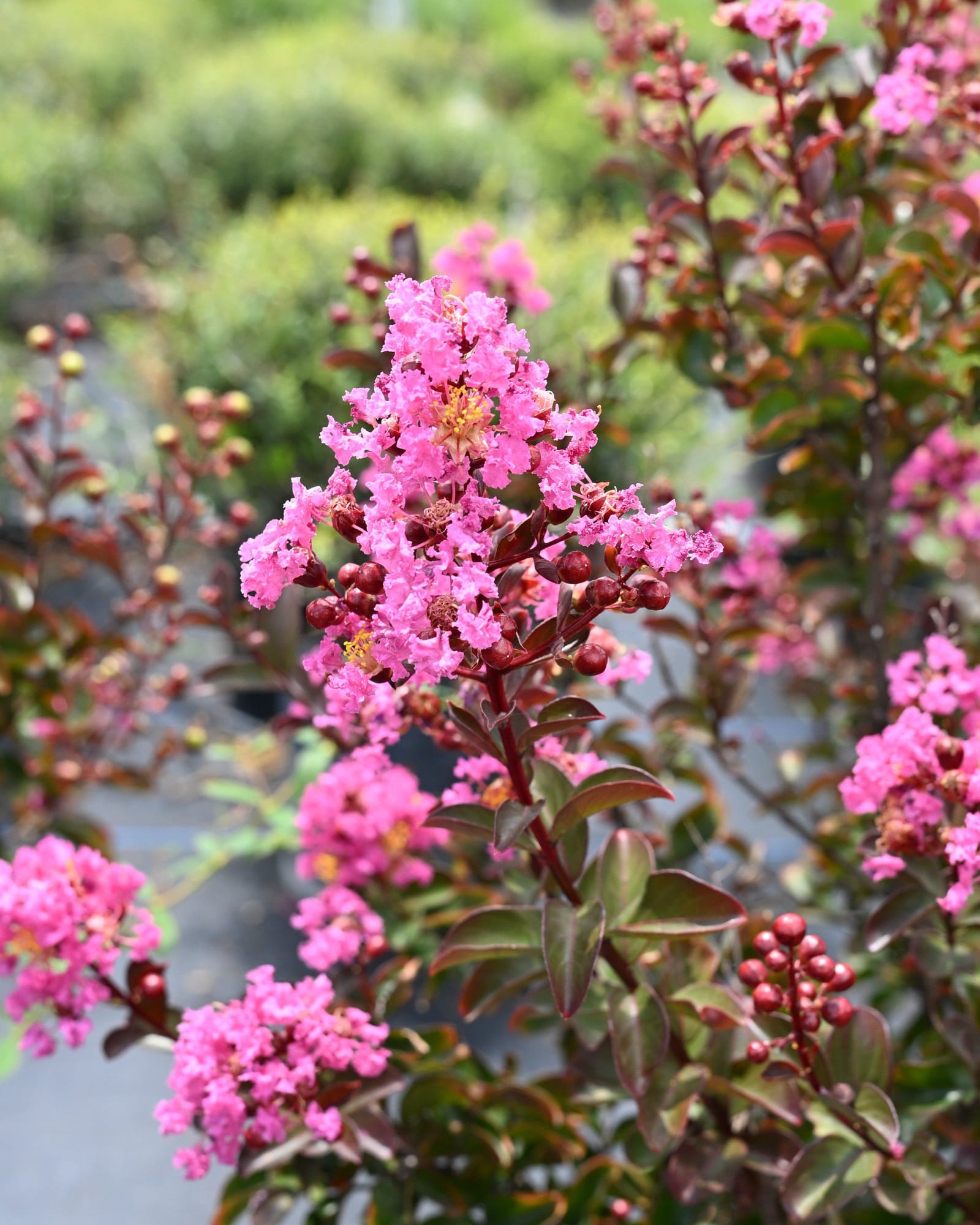 Dark Roast Crape Myrtle - view 3
